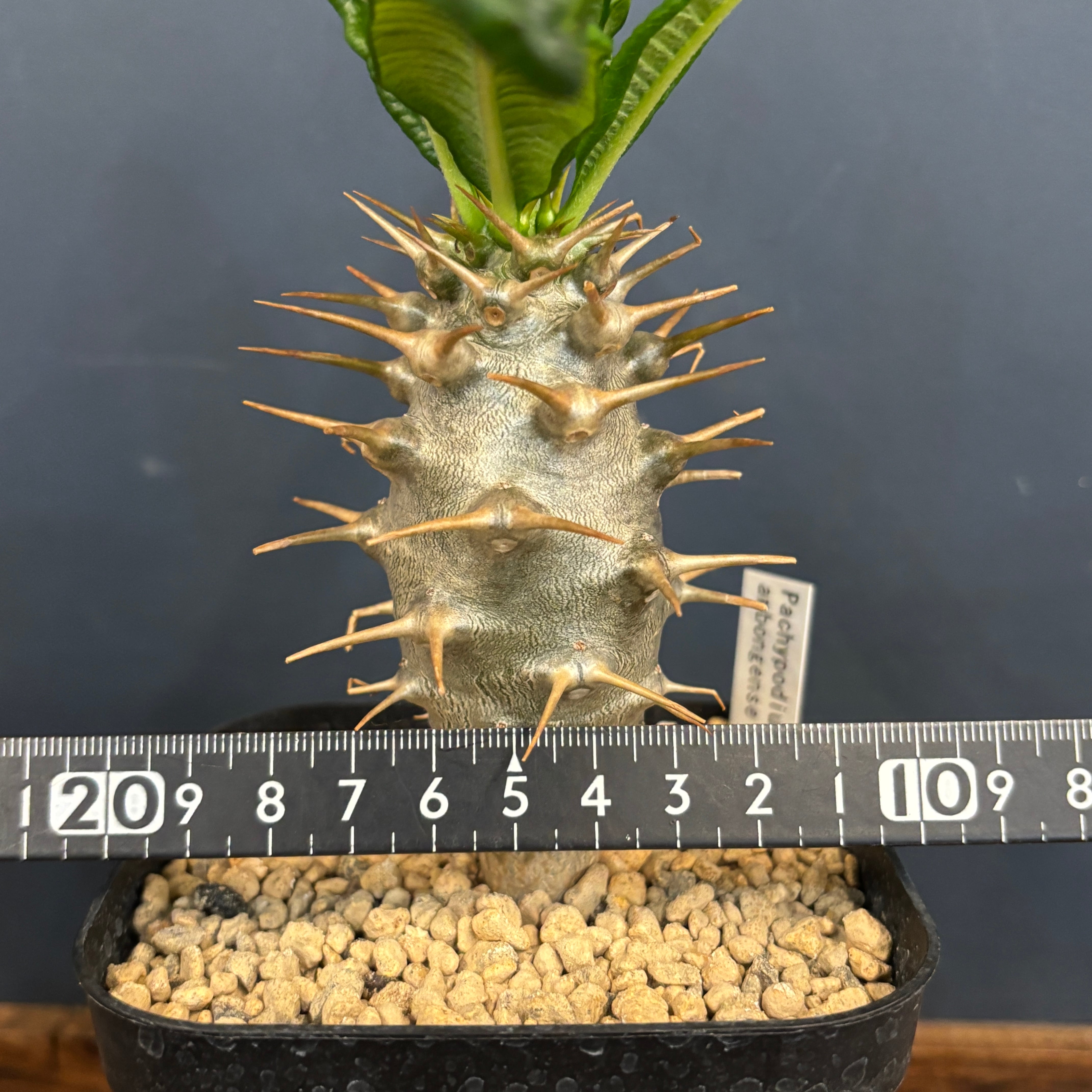 クリアランス】パキポディウム アンボンゲンセ【304】 | PROTOLEAF