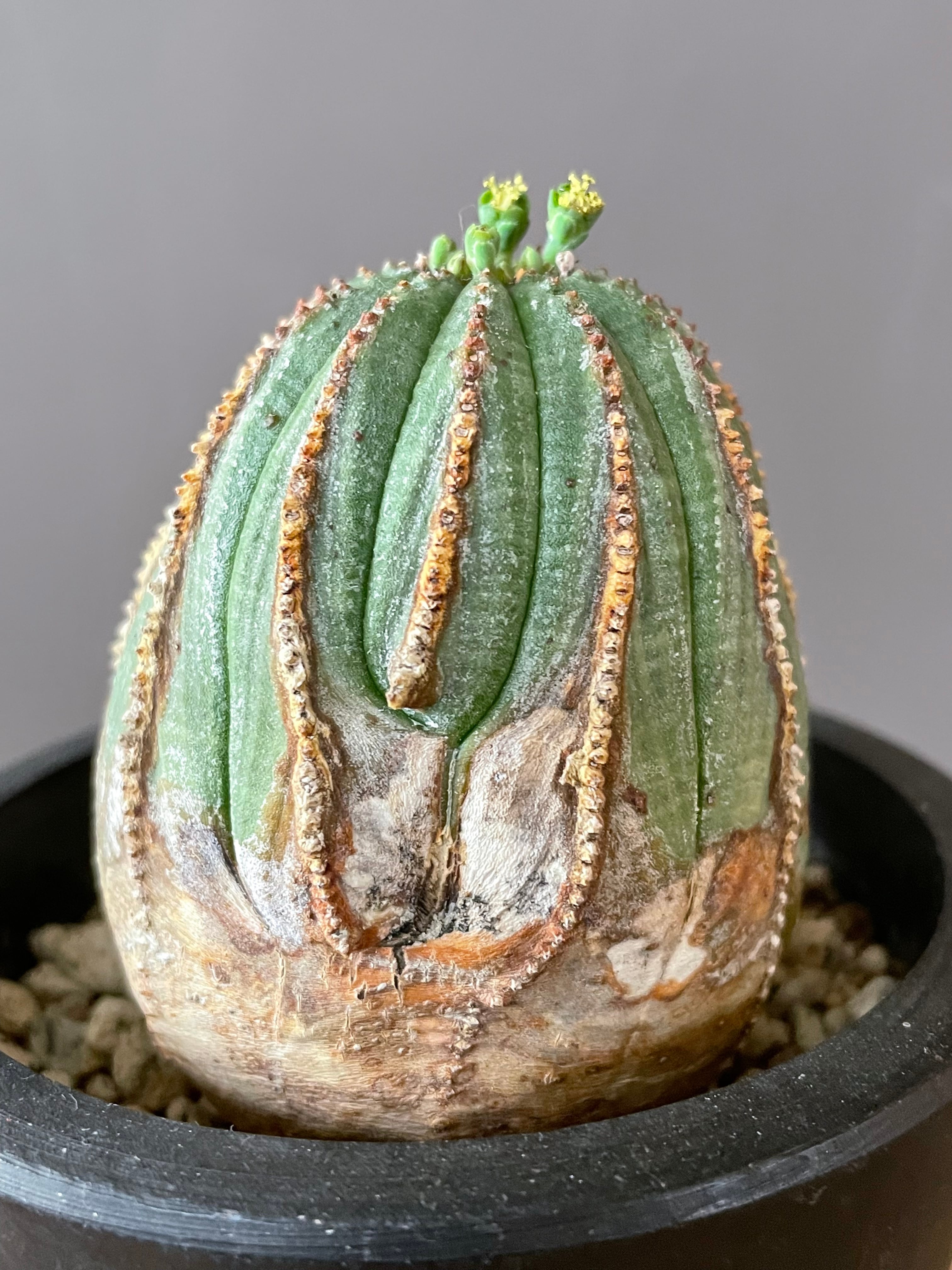 ユーフォルビア オベサ木質化④ | Lines BOTANICAL SHOP