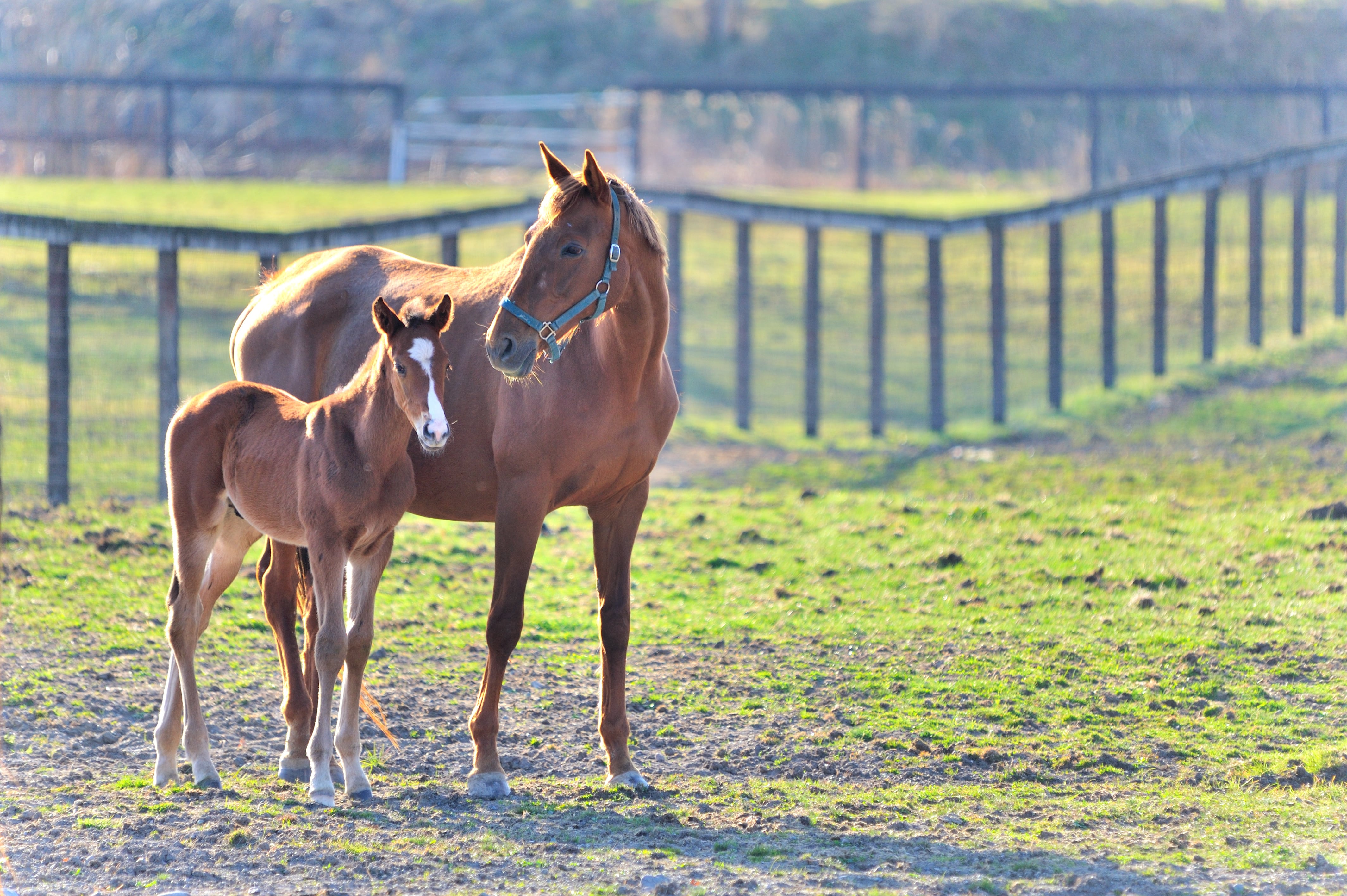 プラセンタ美容液 ヴェルサイユプレミアムエッセンス | ヴェルサイユ