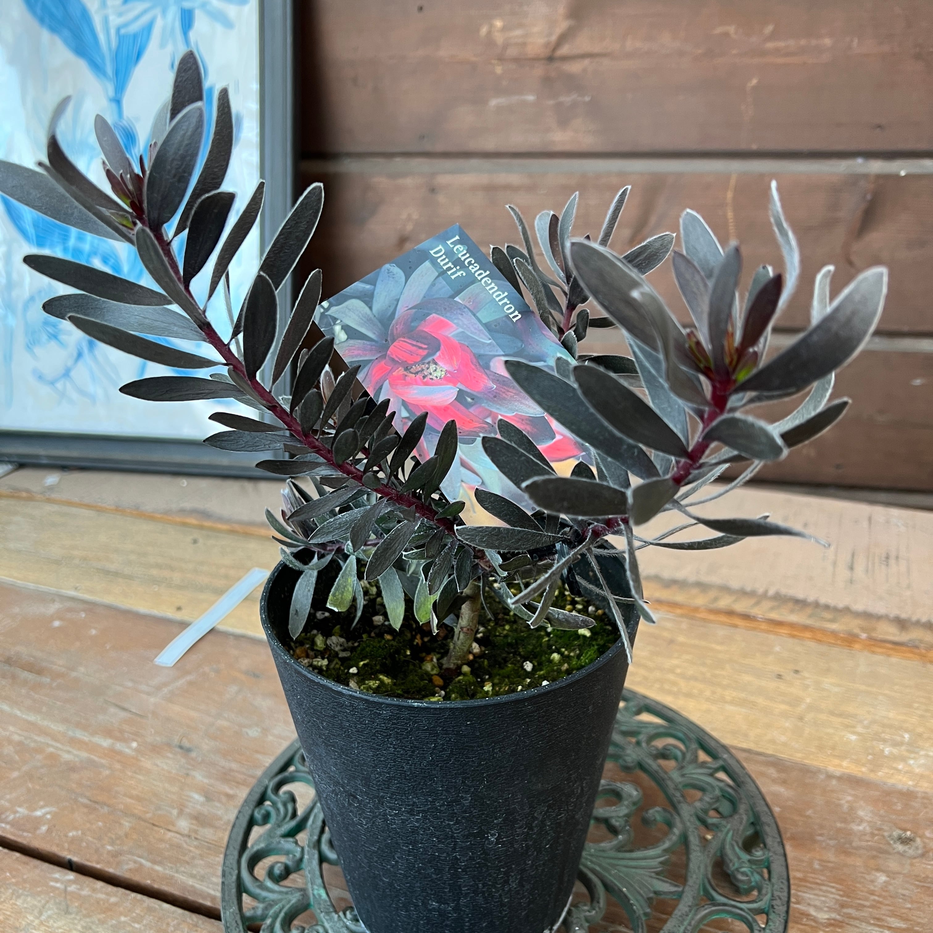 リューカデンドロン デュリフ② | 沼ノ上農園