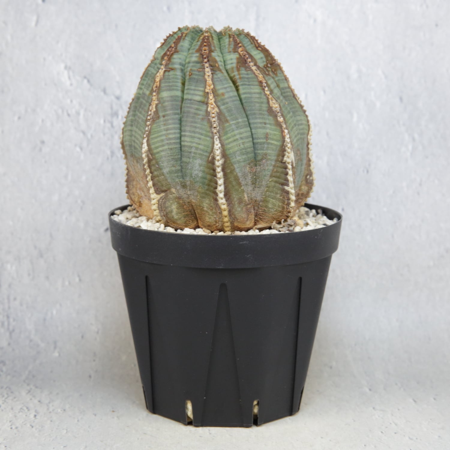 オベサ 厳選 コレクション株 4頭 白質 木質化 オベサ 厳選