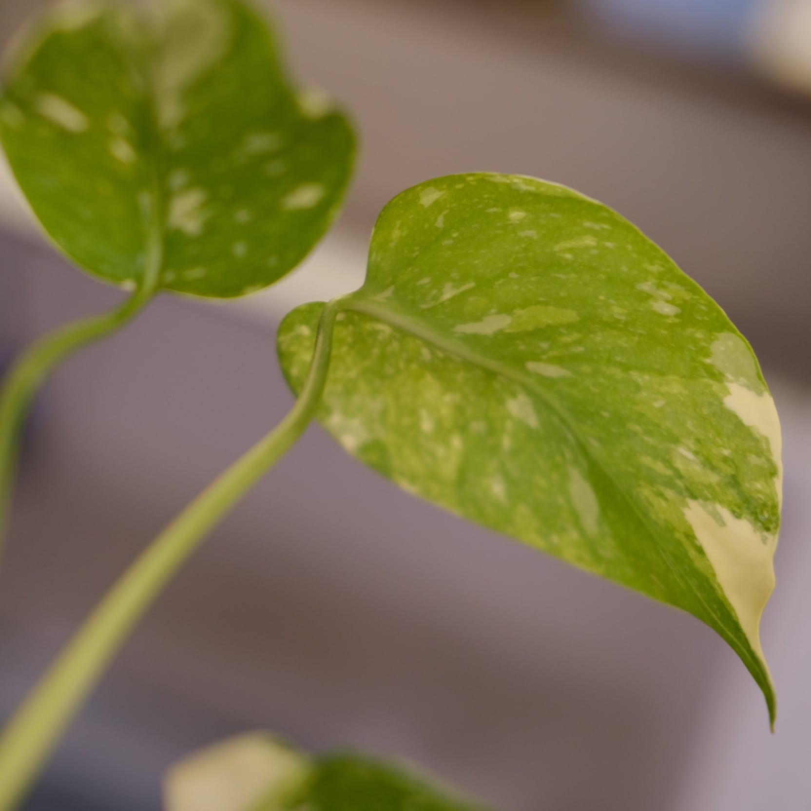 モンステラ・レガシー / Monstera deliciosa 'Legacy'⑦ | tokyoplants
