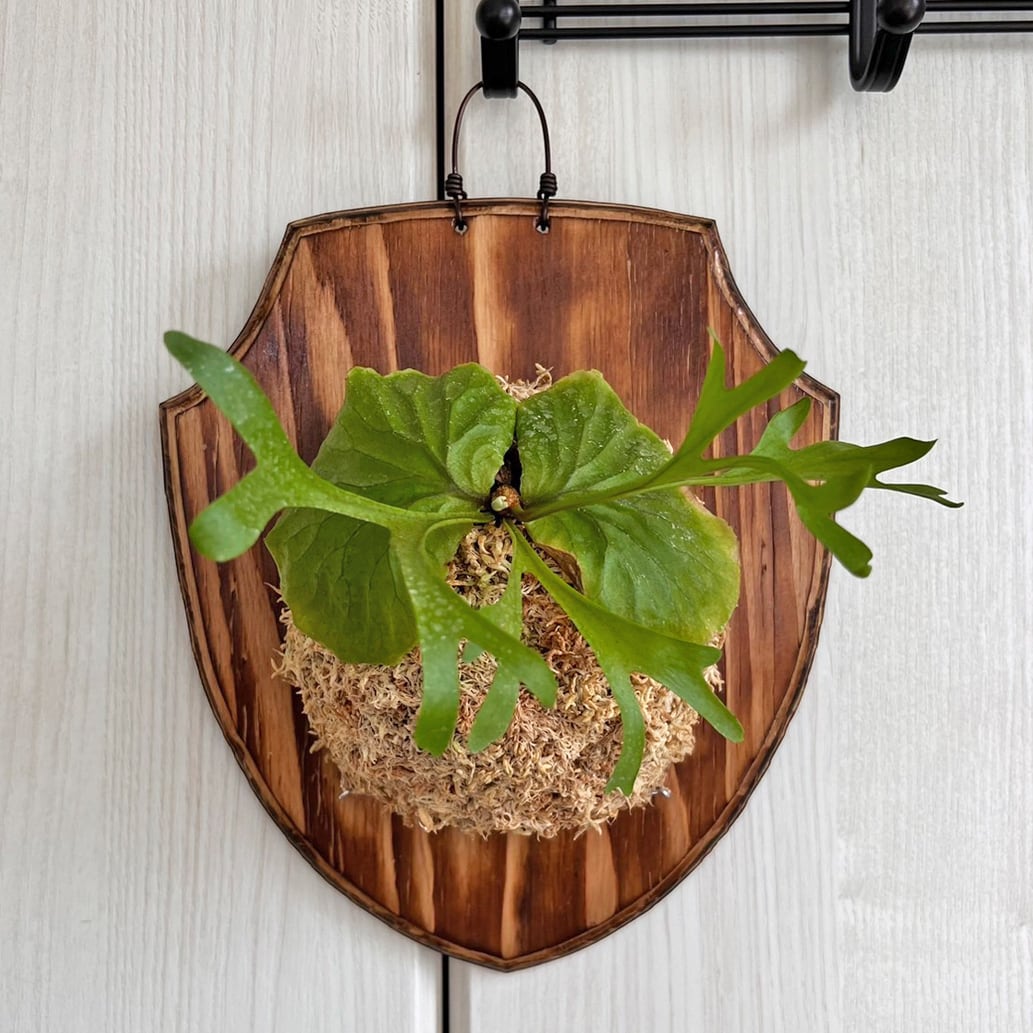 ビカクシダ リドレイ 板付 【観葉植物 室内 コウモリラン】 | bikakuya