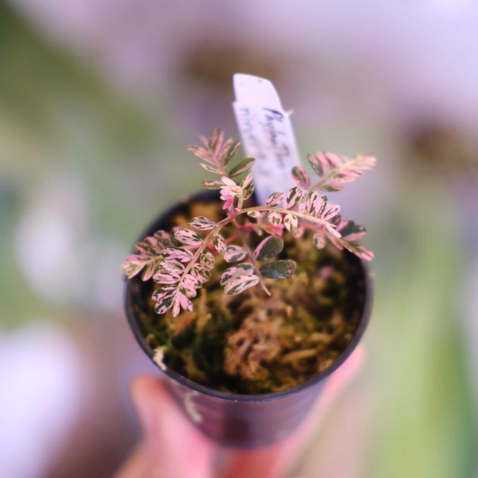 Phyllanthus urinaria 'Pink Variegated'│フィランサス・ウリナリア