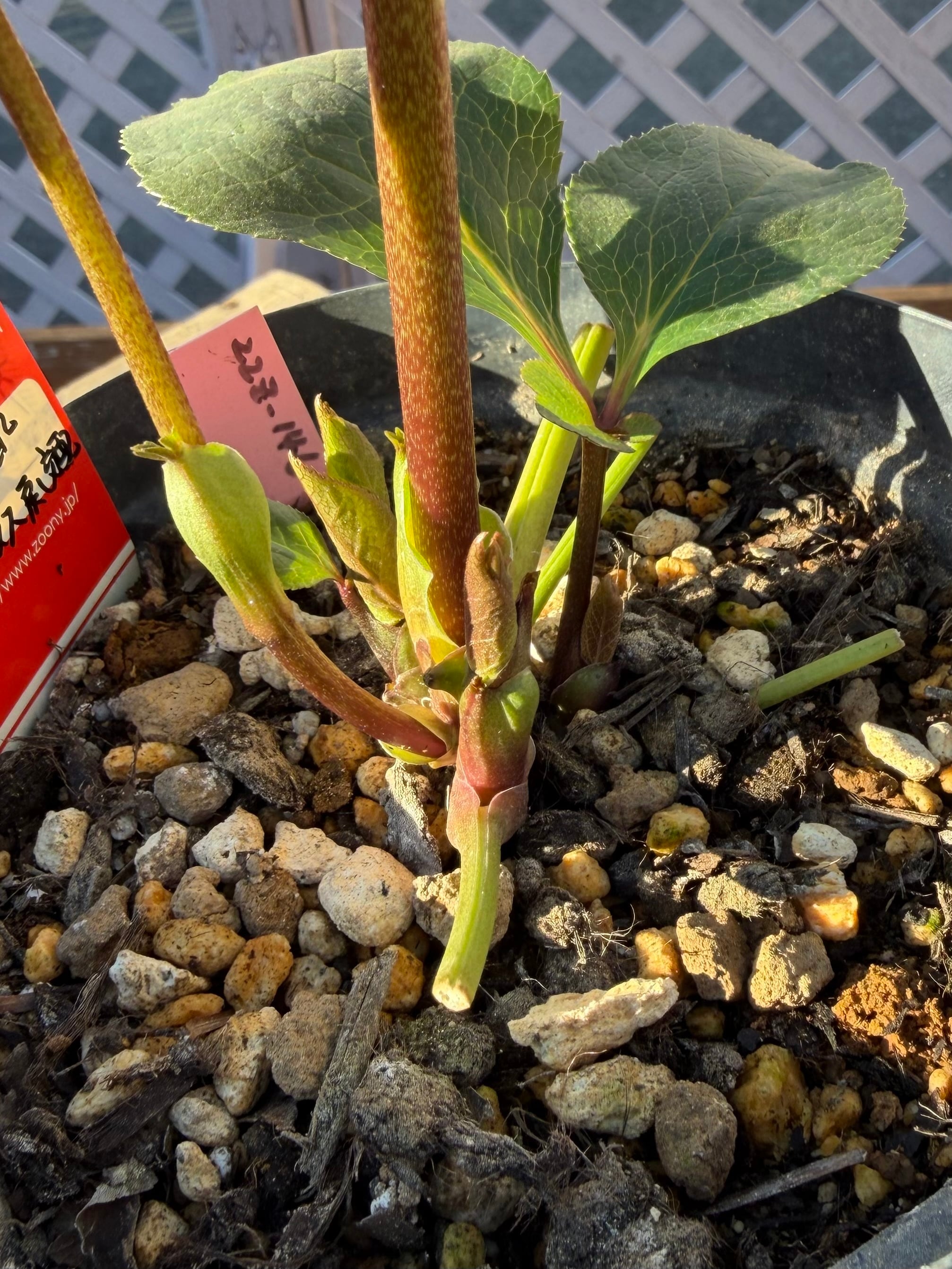 チベタヌス交配×チベタヌス戻し交配 Zoony Garden クリスマスローズ