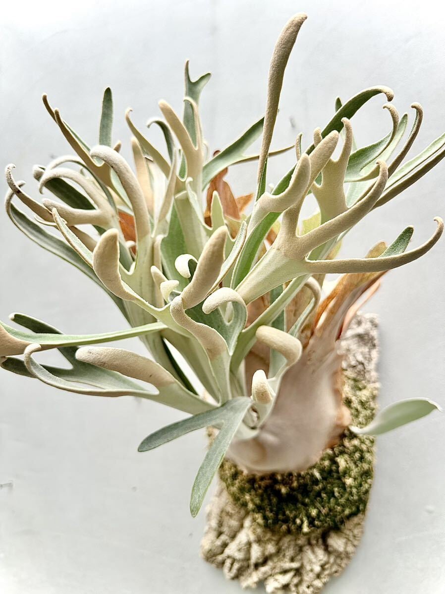 ビカクシダ ハクナマタタ（vandaka） 子株付き ビカクシダハクナマタタ子株