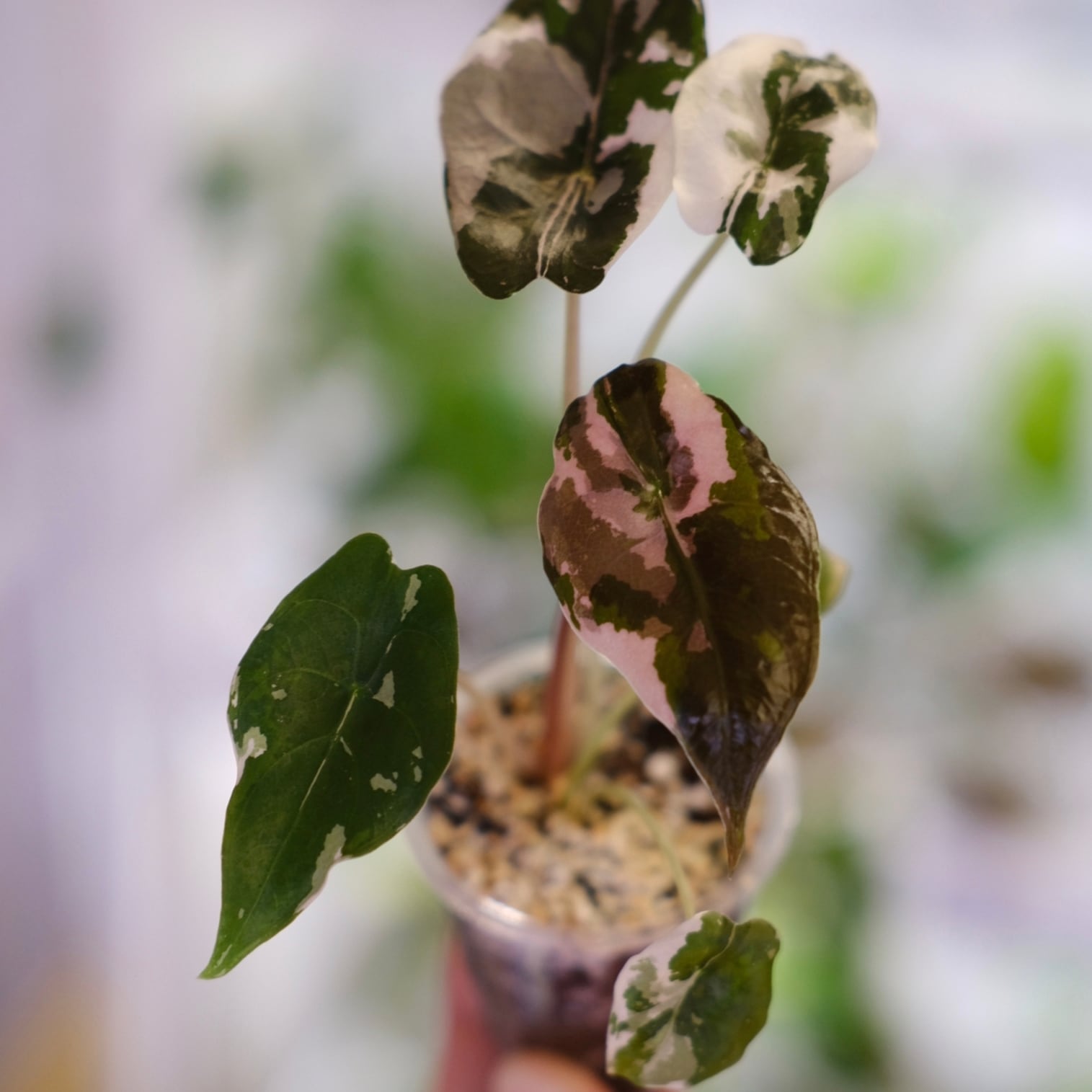 Alocasia chantrieri pink /アロカシア シャントリエリ②