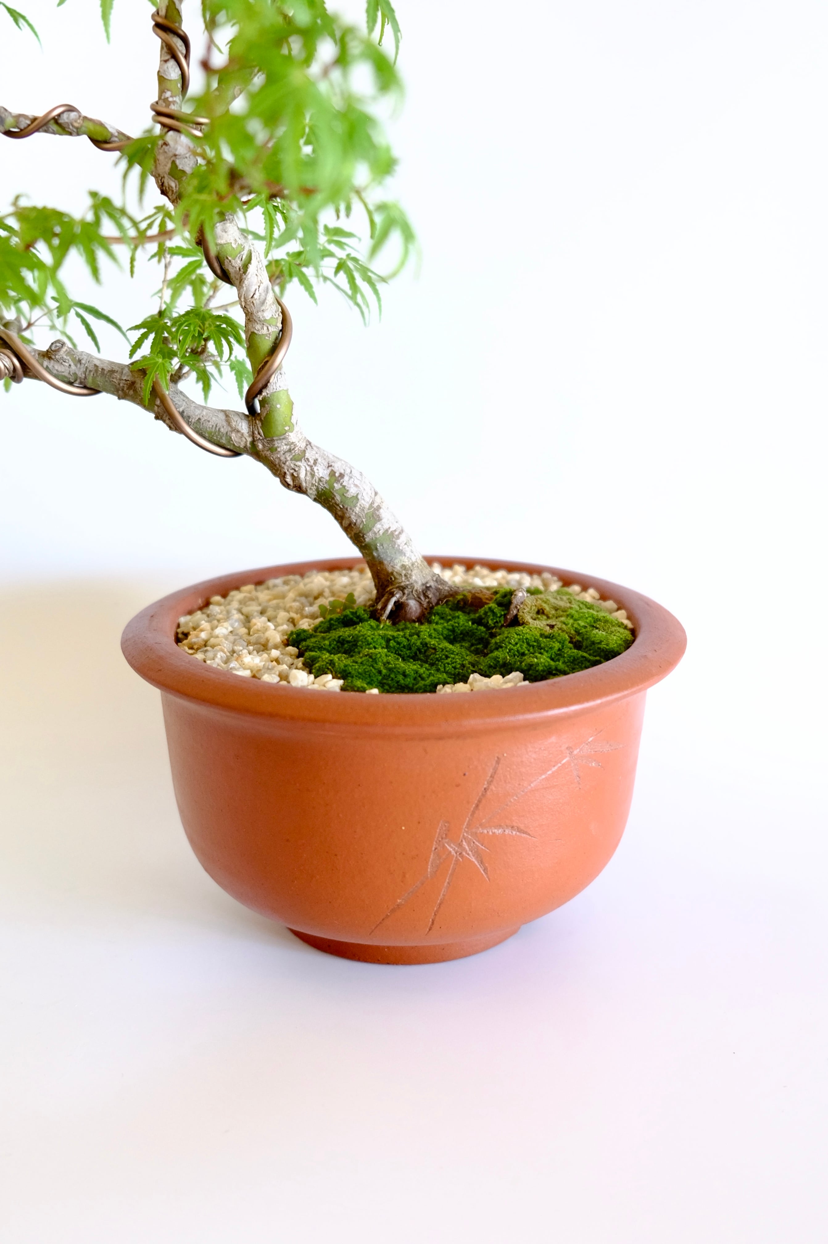 17. 行姫紅葉 Yukihime momiji (Yukihime maple） | BONSAI CLUB TOKYO