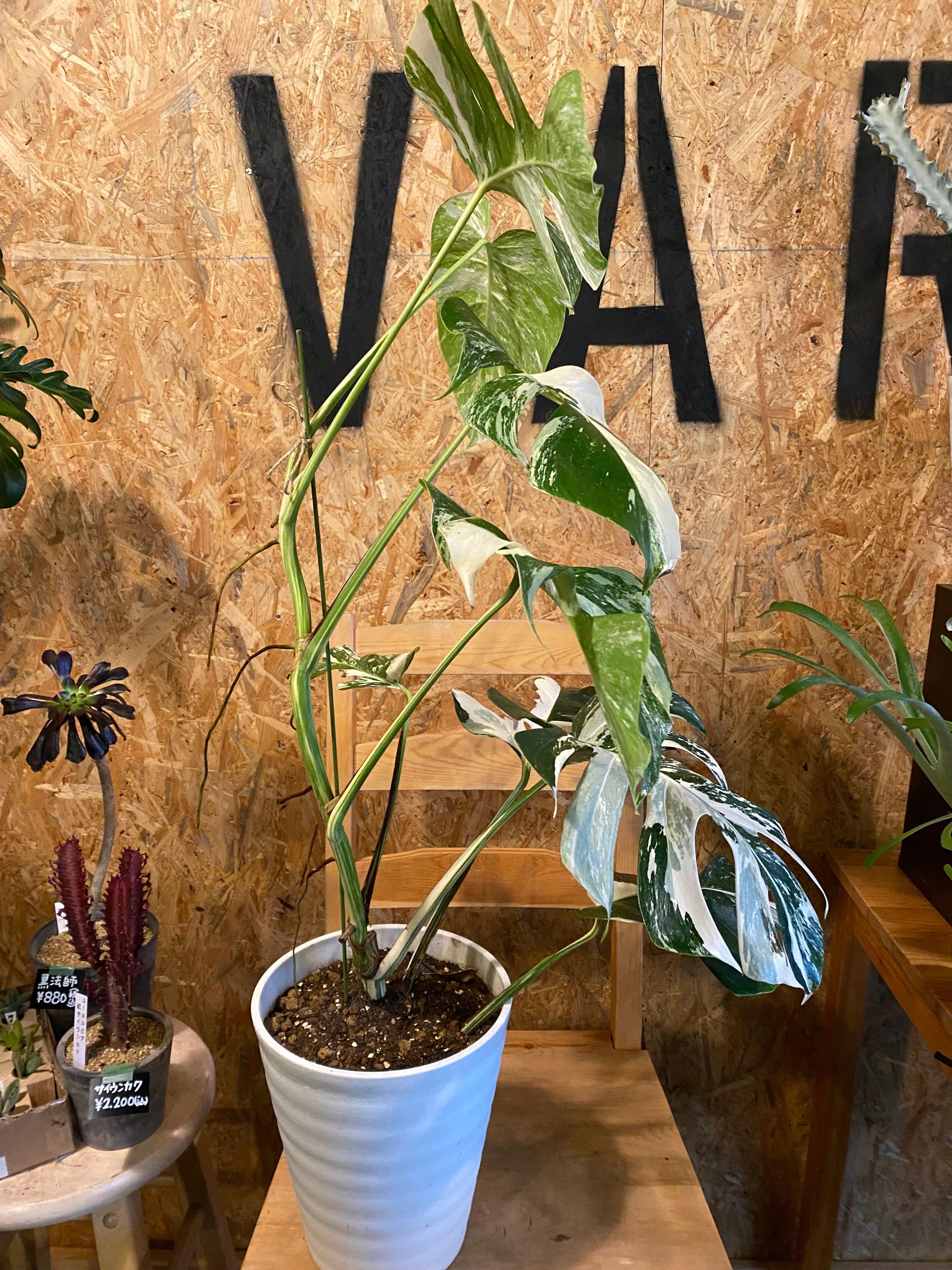 モンステラ 斑入り ホワイトタイガー H90cm W60cm 口径20cm | Garden