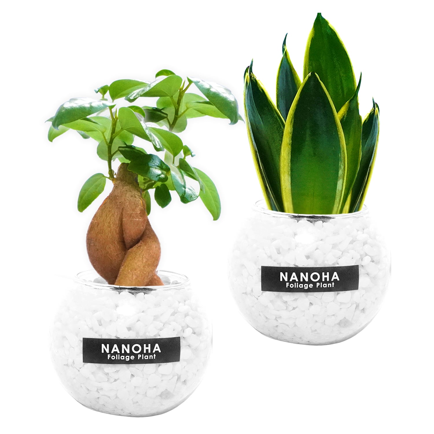 ミニミニ2点セット】ガジュマル サンスベリア 白砂利（丸容器