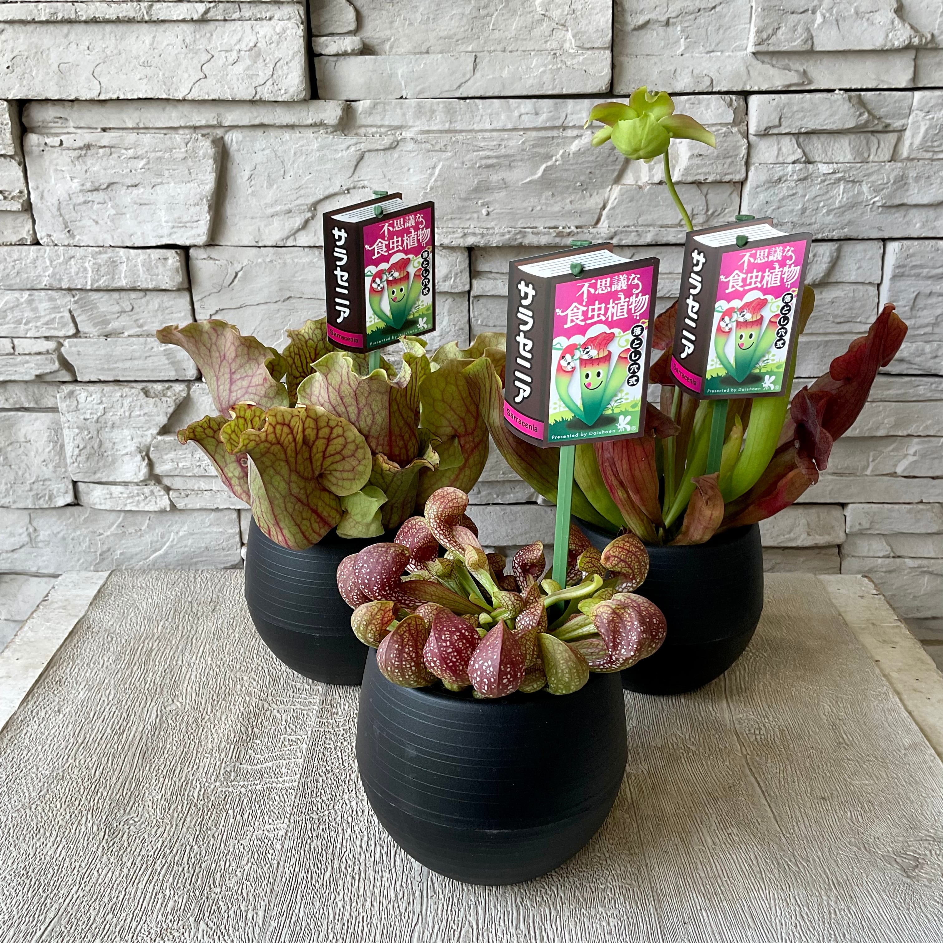 食虫植物 サラセニア♪いろいろ 4寸鉢 | 橋本種苗園