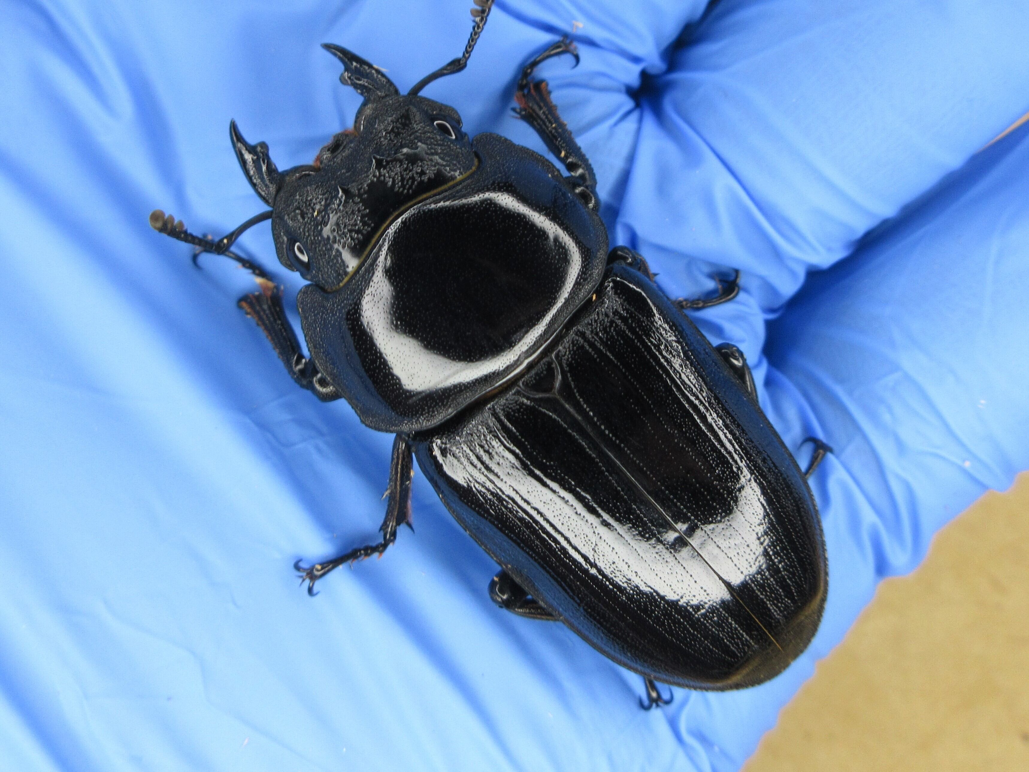 オオクワガタ能勢YG血統 ♀単品51.0mm(YG24A2-03) | BreedingJournal