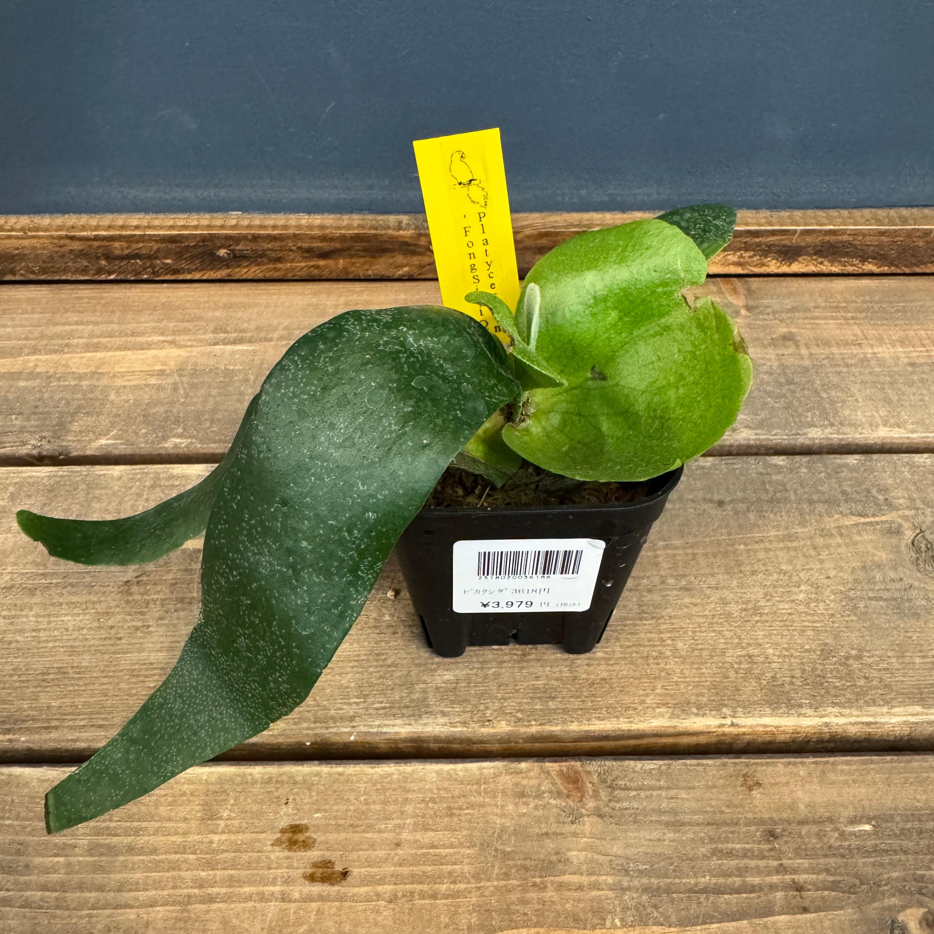 ビカクシダ | PROTOLEAF プロトリーフ