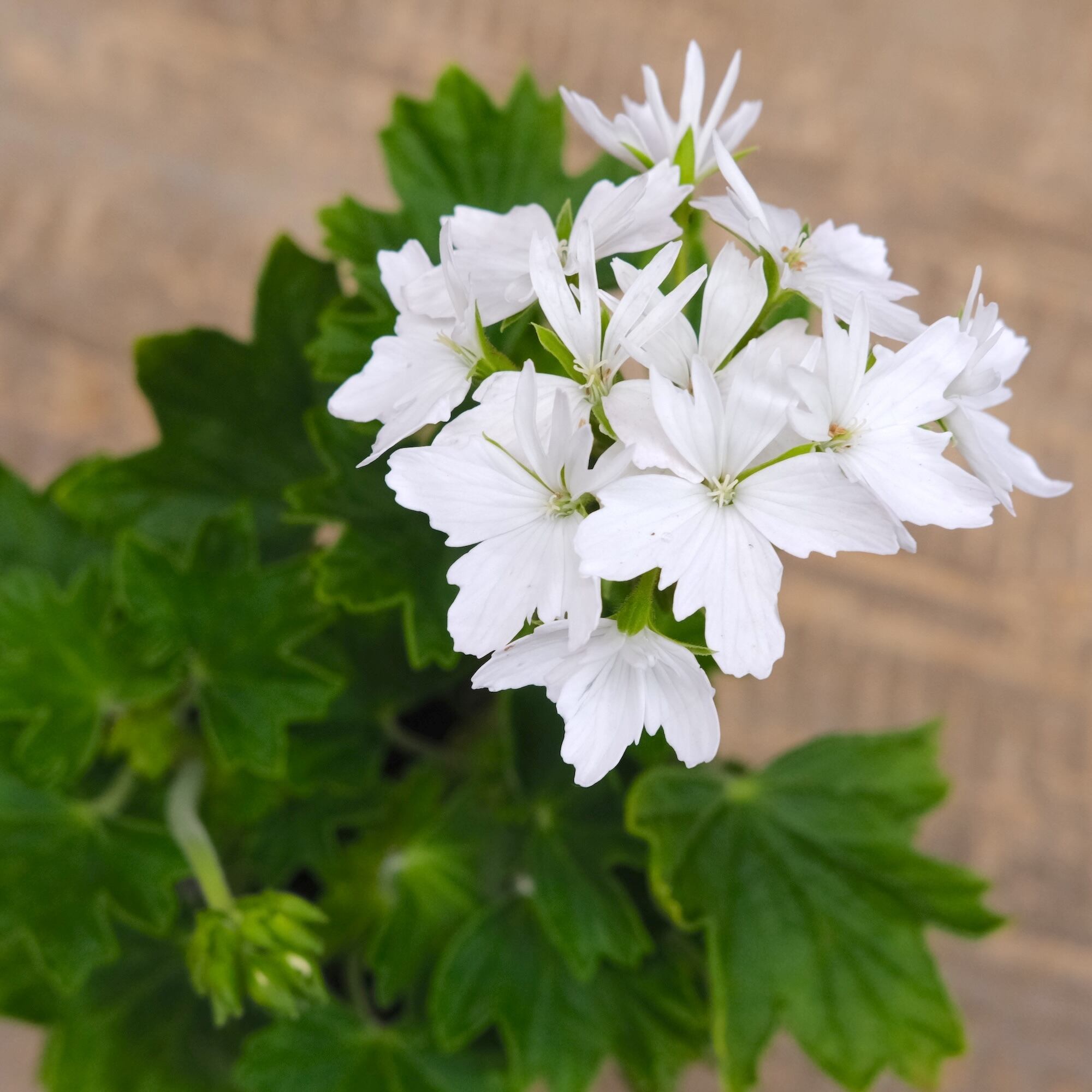 e9fa0bda64c6ee76efb1571db2487e