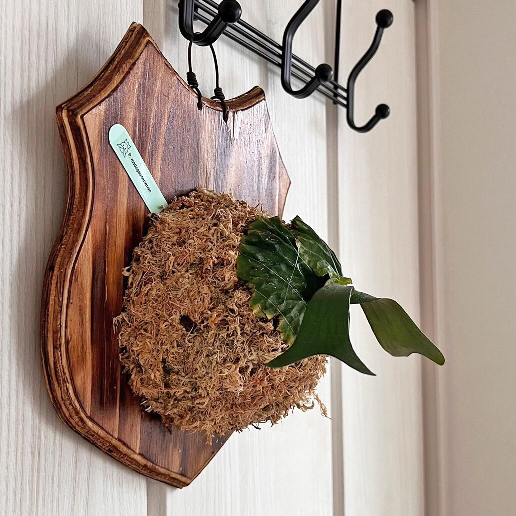 ビカクシダ マダガスカリエンセ 板付 【観葉植物 室内 コウモリラン