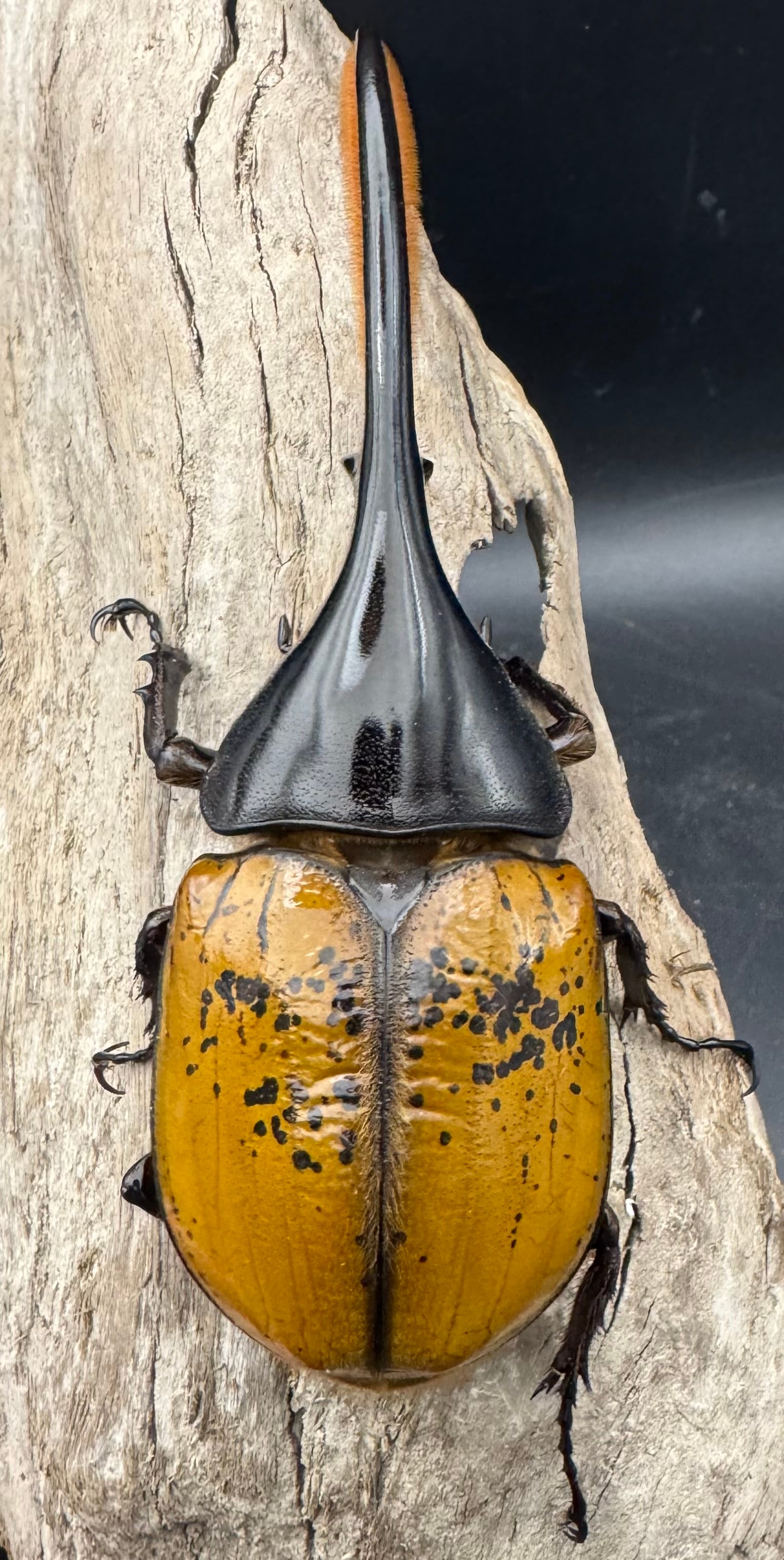 ヘラクレス・エクアトリアヌス 煌血統 128mm B品ペア》inohiro109氏