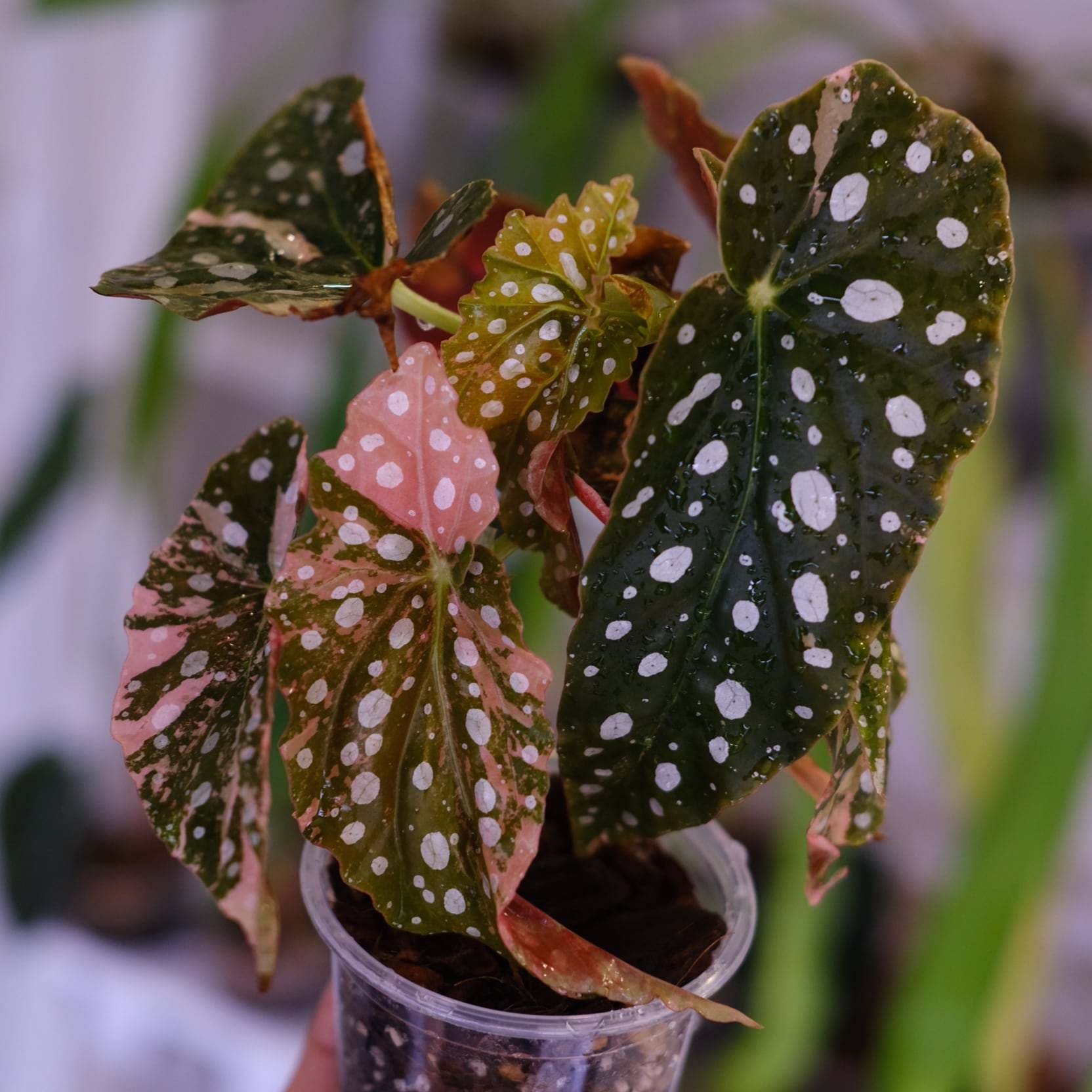 Begonia maculata variegata 'Pink'｜ベゴニア マクラータ ピンク