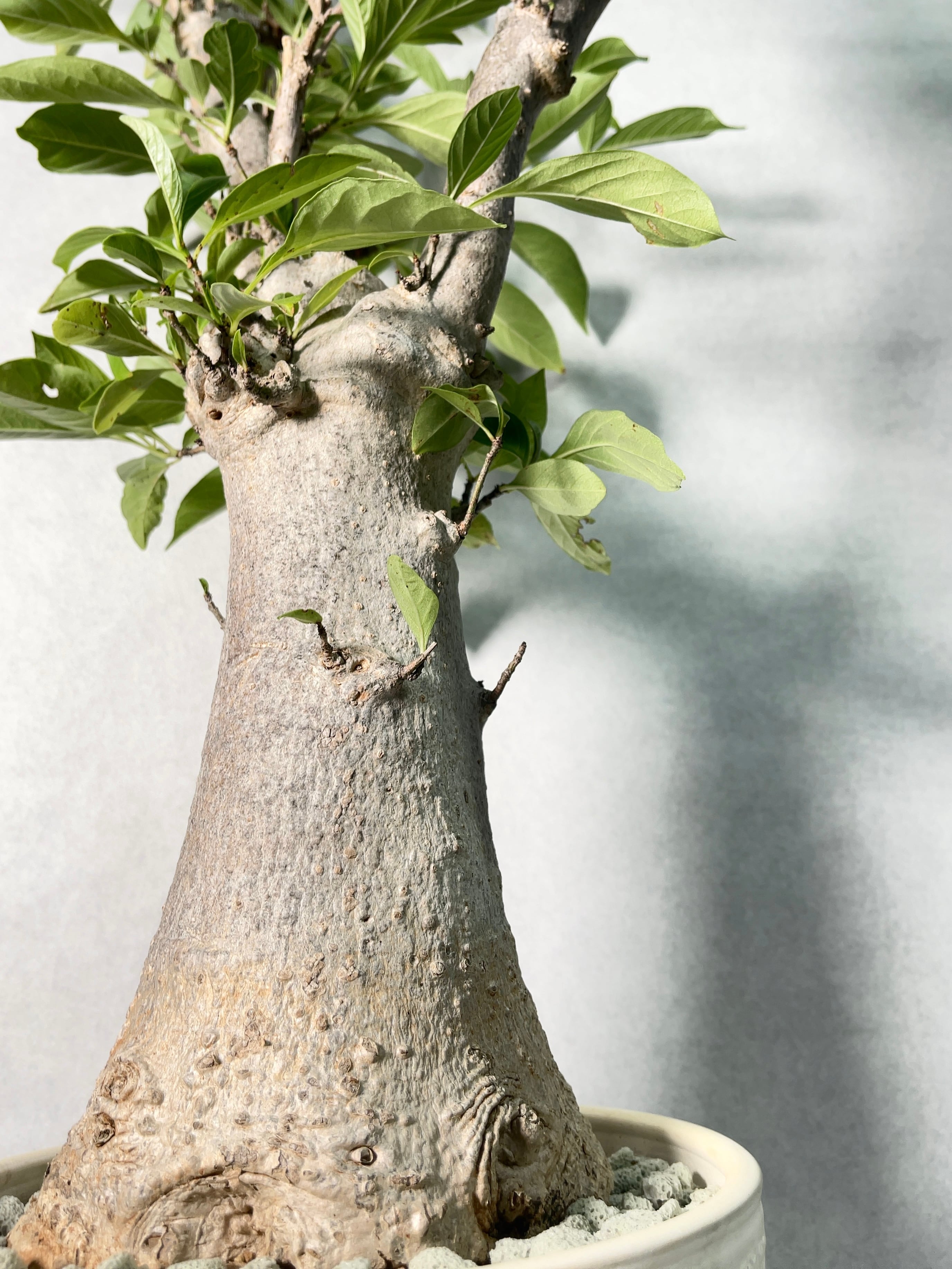 アダンソニア・ディギタータ(バオバブ) | trigger