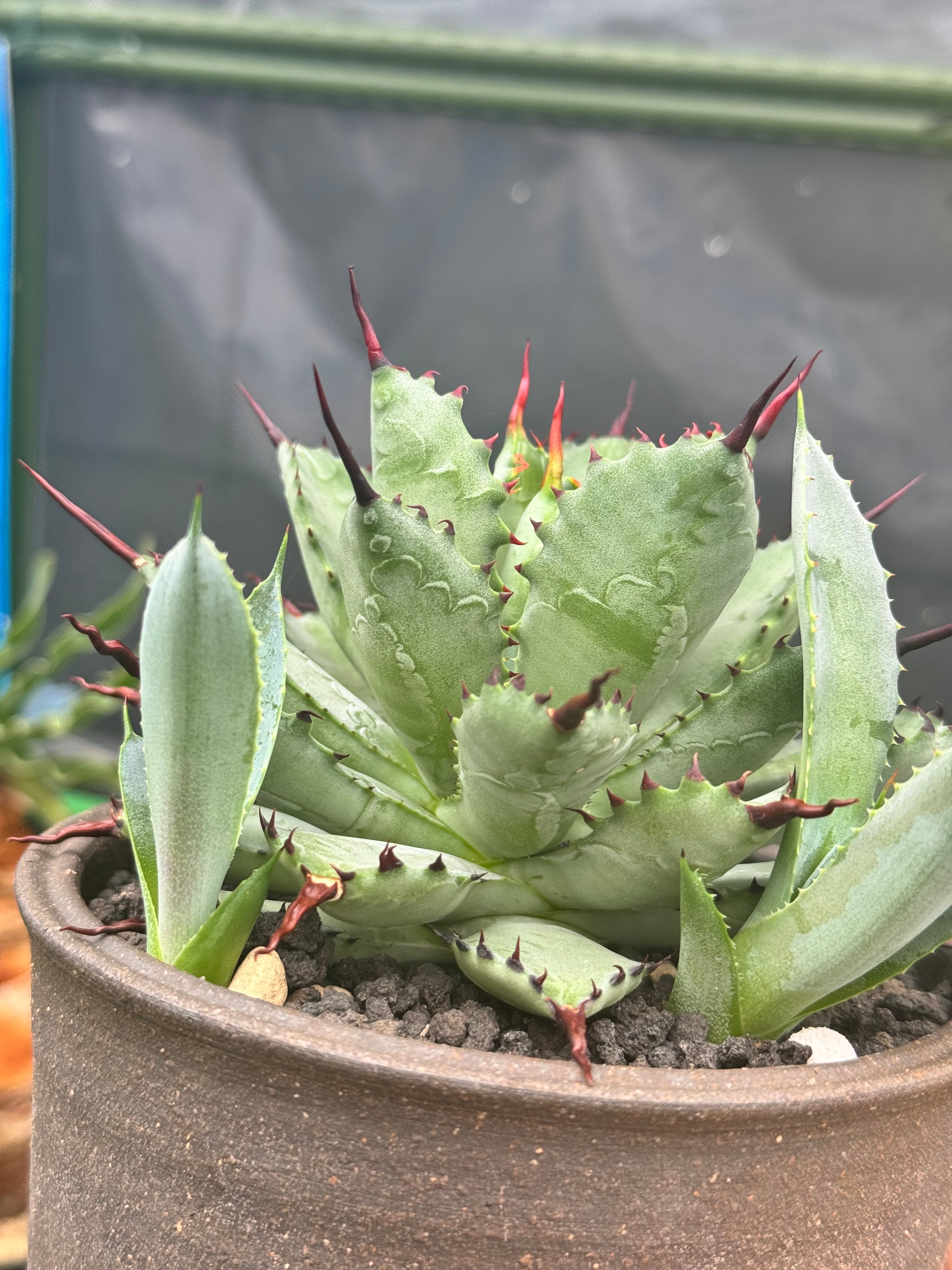 カキコ大きい方】アガベ 曲棘八荒雷神 | 磨 Detailing