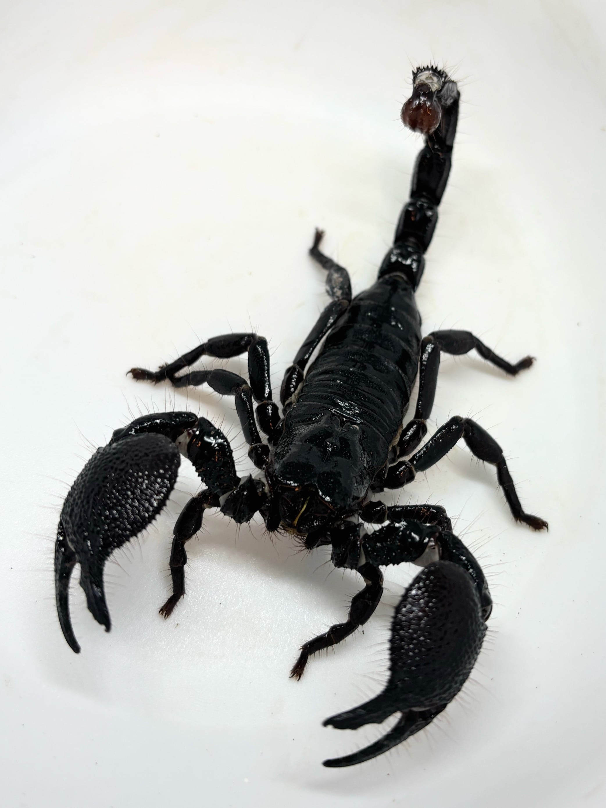 ダイオウサソリ♂③ 1匹 | まるころ商店〜まるくてころころした生き物