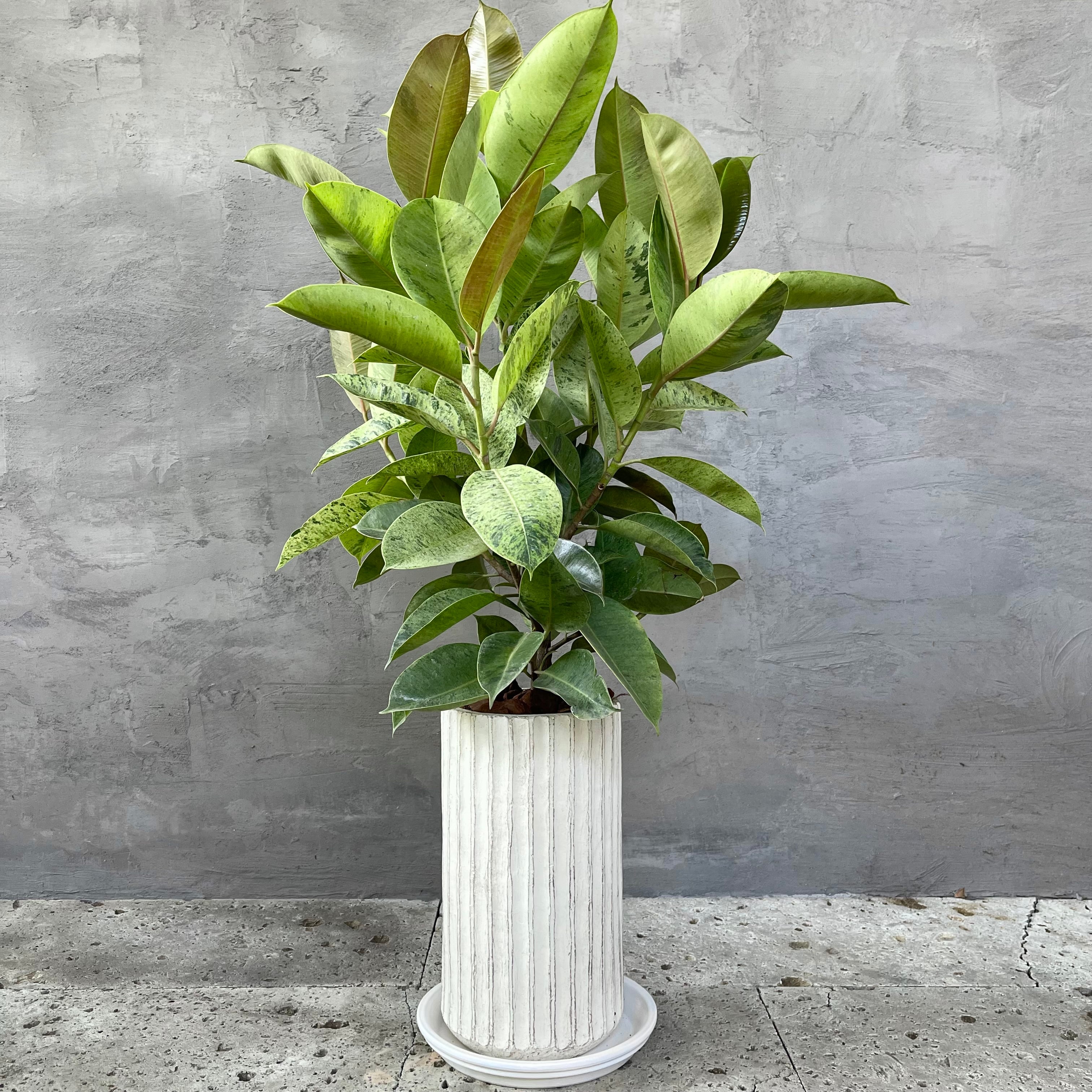 希少 フィカス ジン ホワイトトール陶器鉢 植え込み発送 | HanaGokoro