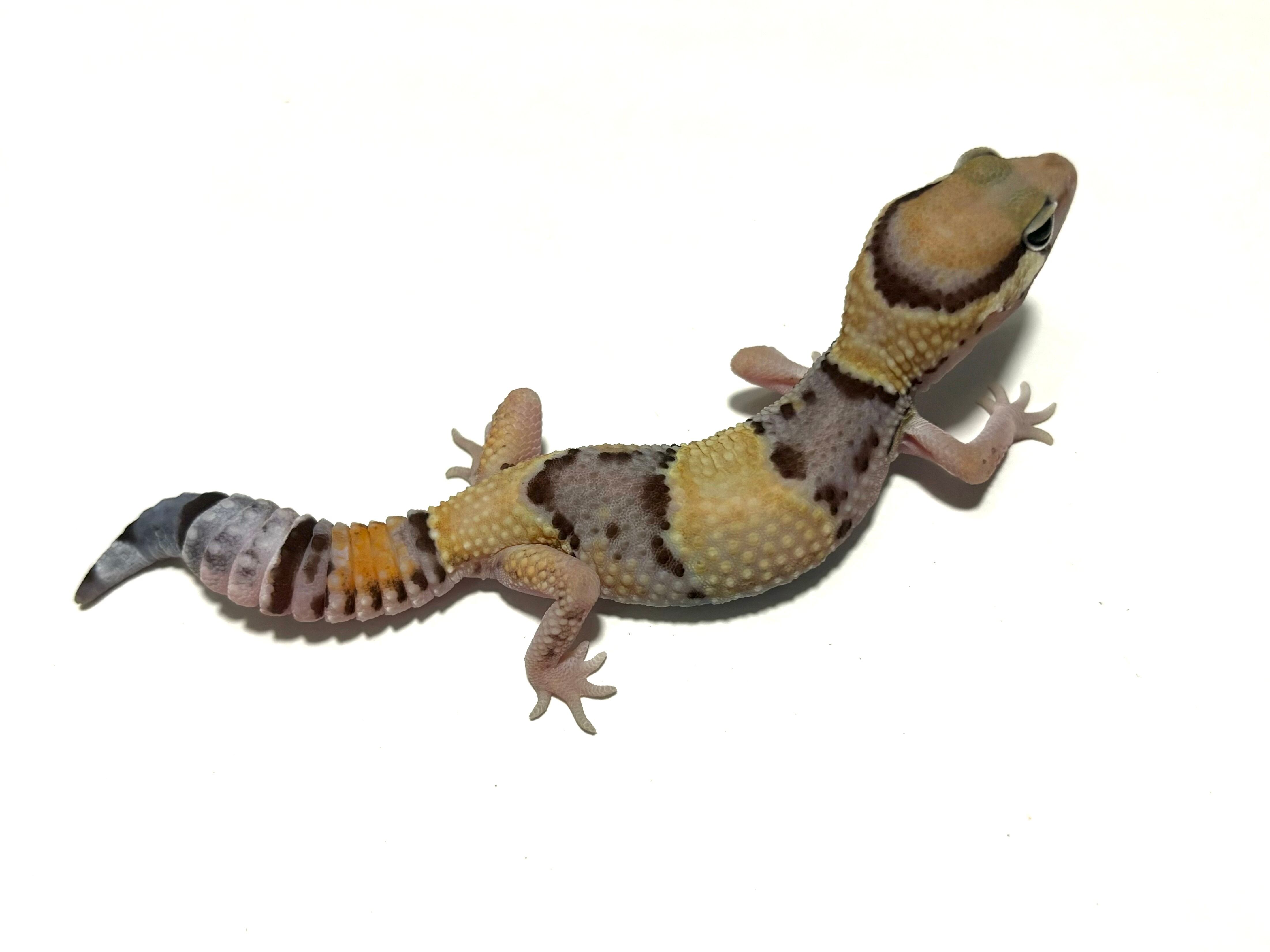 冷凍フタホシML 約780匹600g 冷凍コオロギ | 餌用 コオロギ 通販