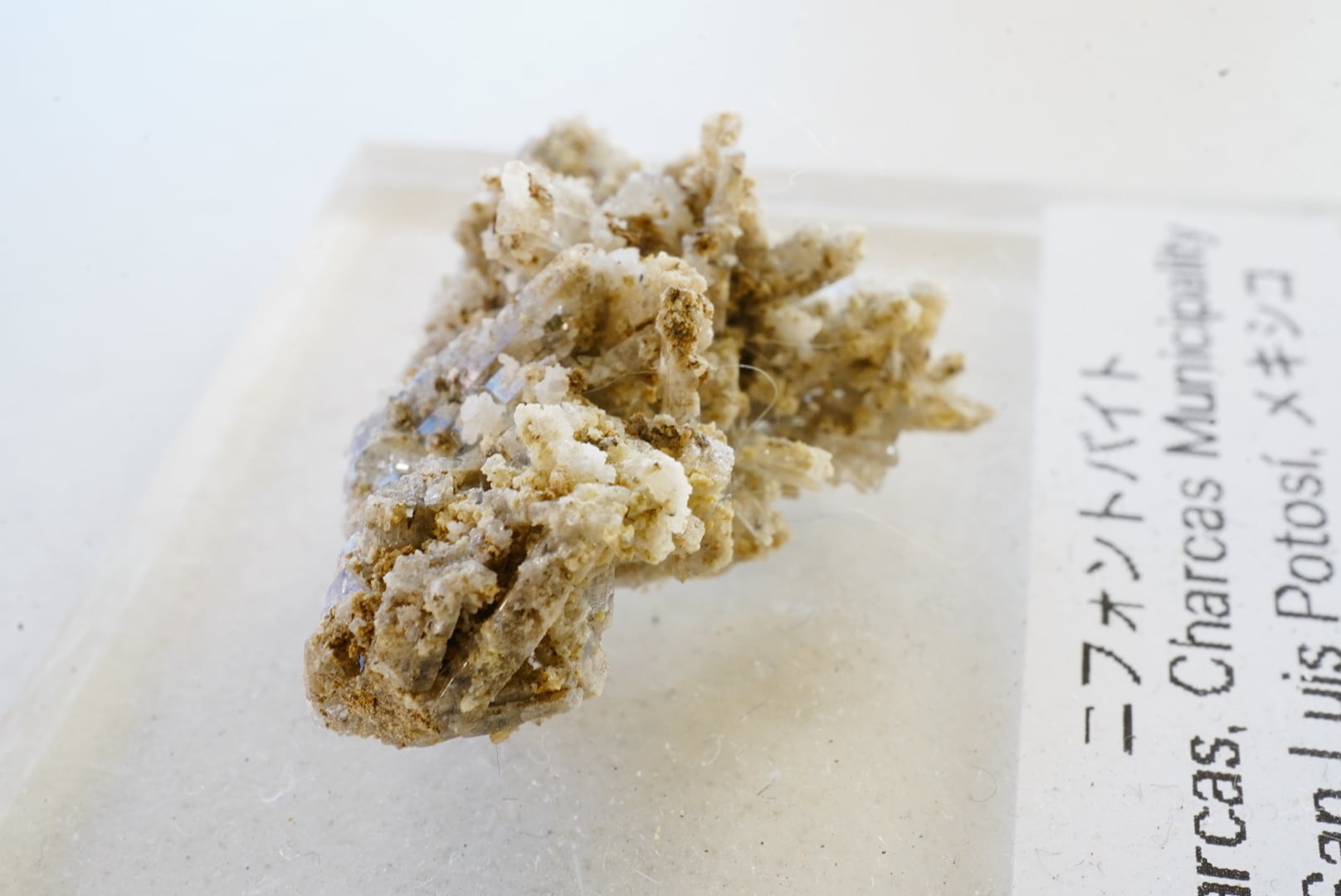 メキシコ、San Luis Potosi州、チャルカスのニフォントバイト | 小さな