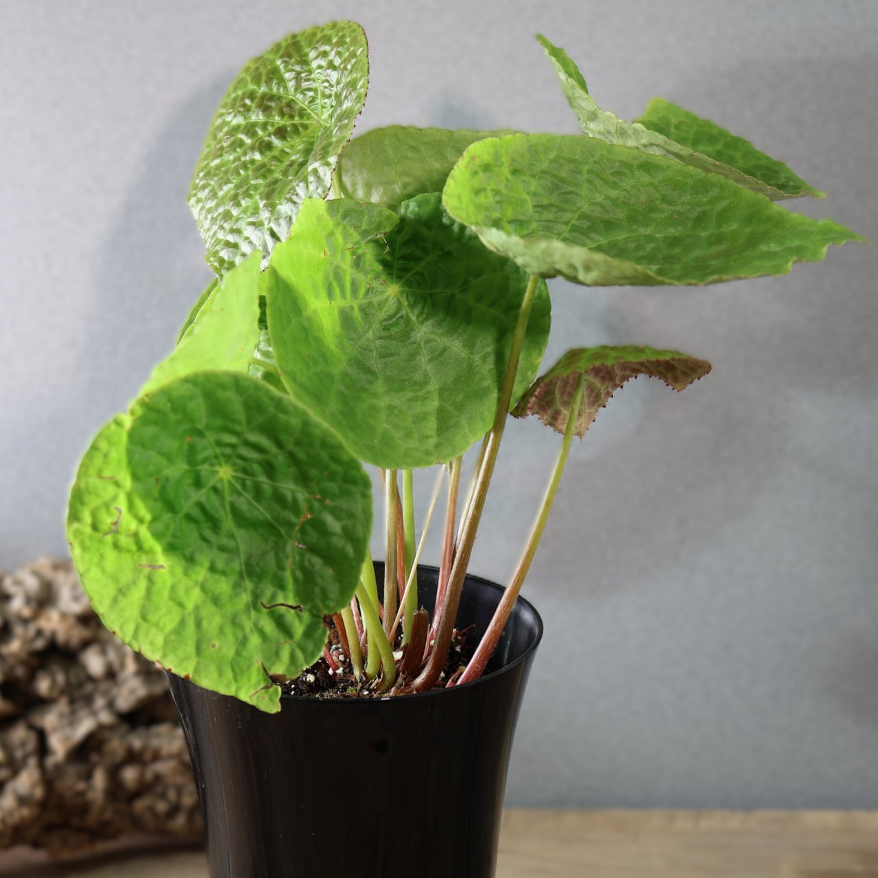 522『原種ベゴニア フートエンシス』観葉植物【送料無料】 | MARX