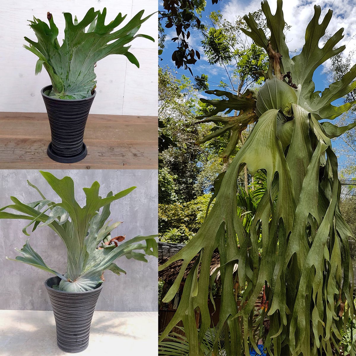 コウモリラン（ビカクシダ・「グランデ」（Platycerium grande））1鉢