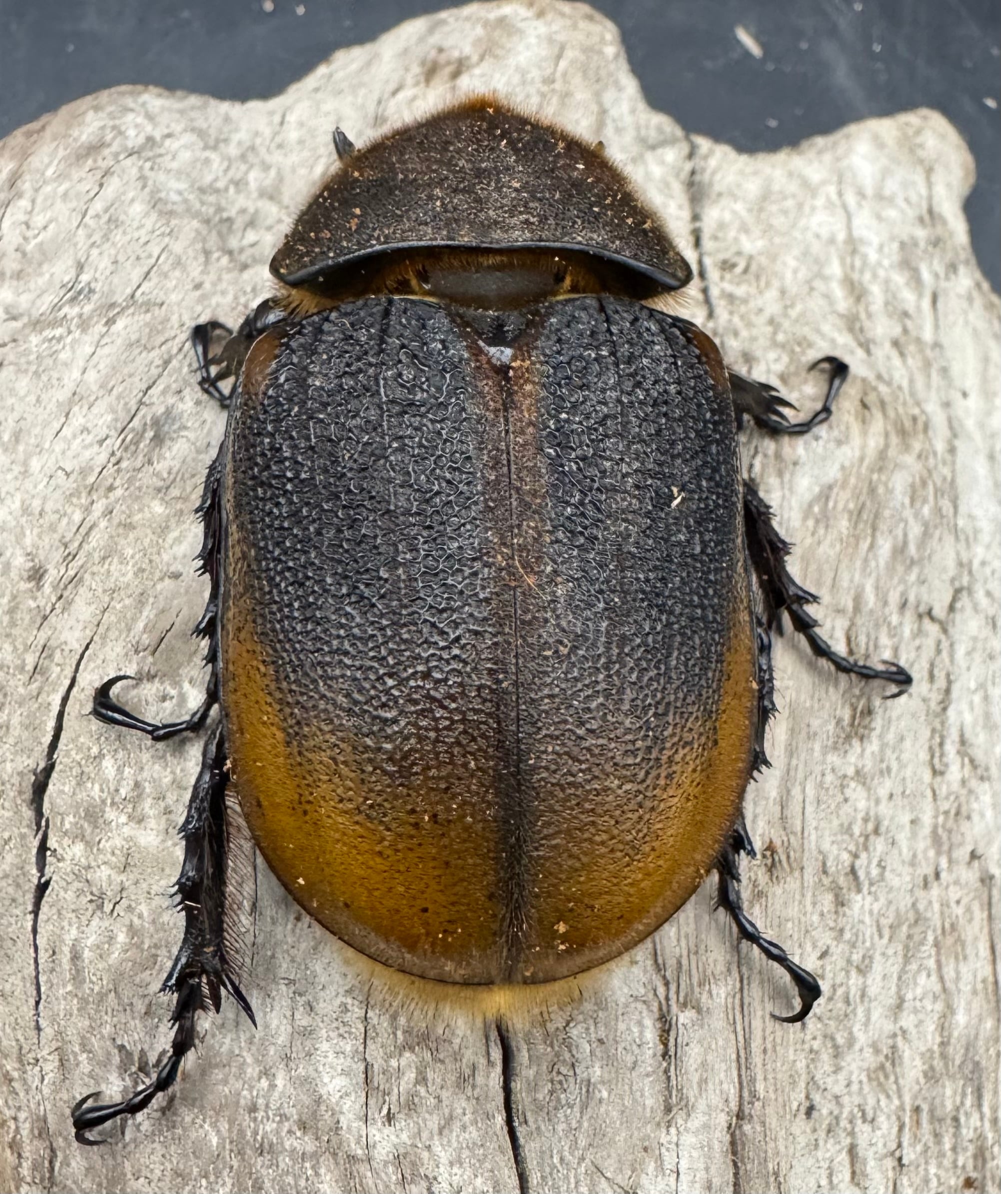 ヘラクレス・エクアトリアヌス 煌血統 128mm B品ペア》inohiro109氏