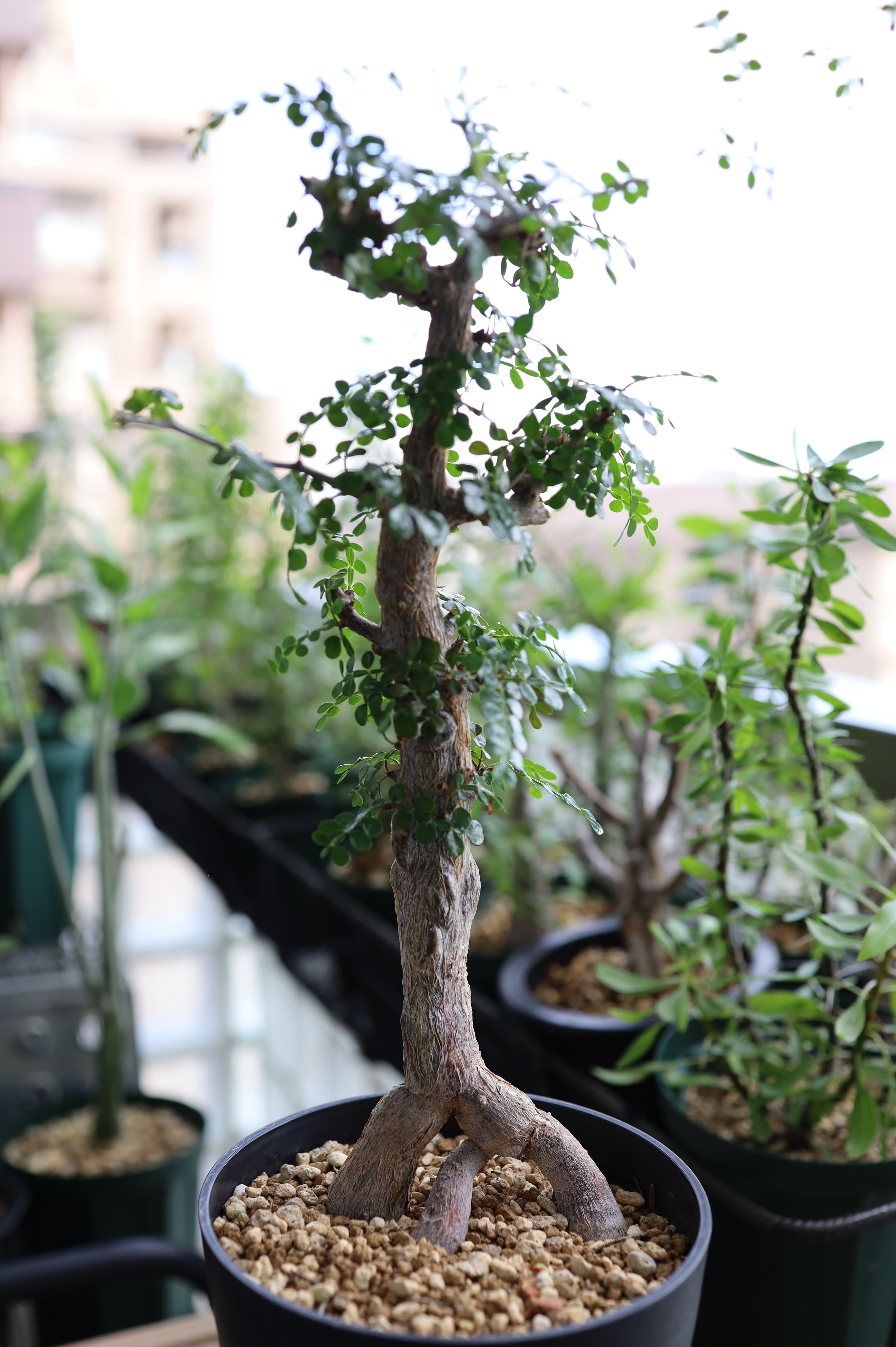 オペルクリカリア・デカリー | Operculicarya decaryi _001 | SAVVY PLANTS