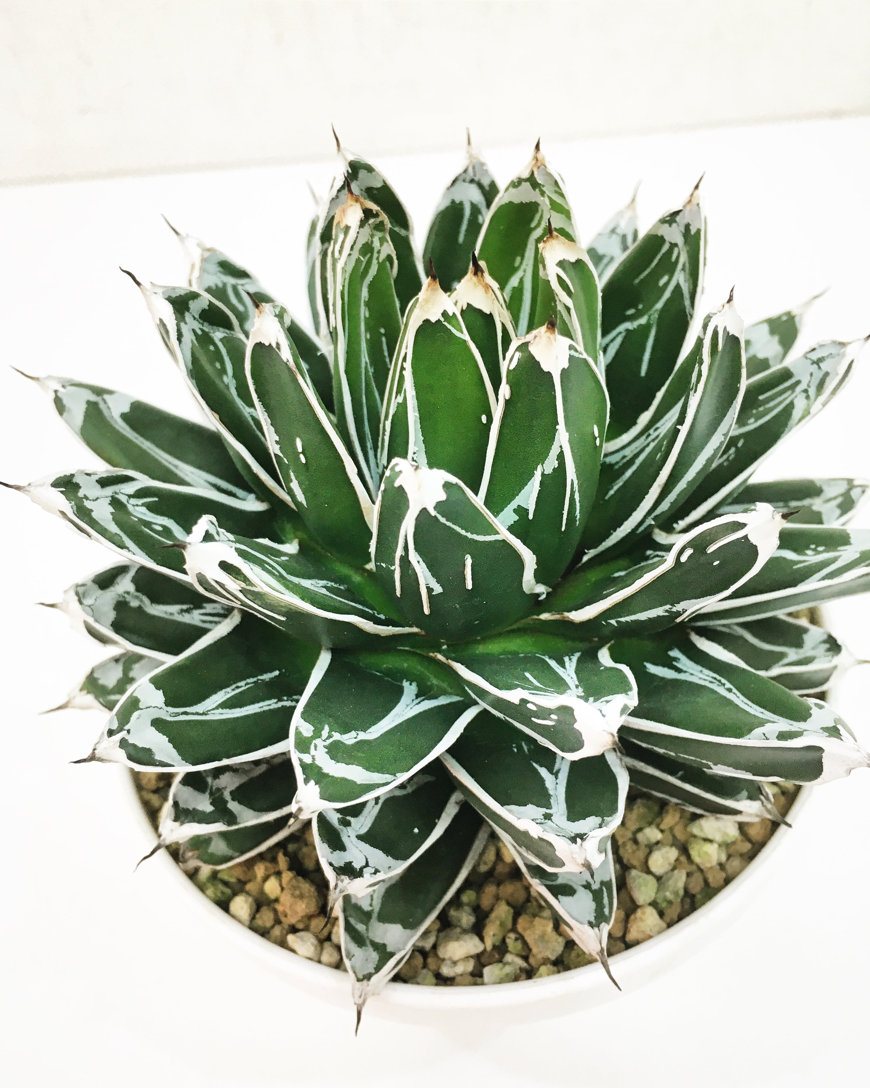 アガベ 姫笹の雪 白外斑入 子株4個付き アガベ 極上姫