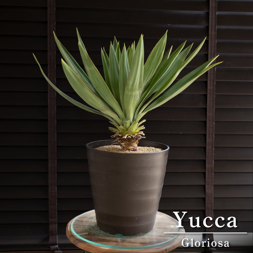 ユッカ グロリオサ リュウゼツラン 幹立ち 7号鉢 アツバキミガヨラン