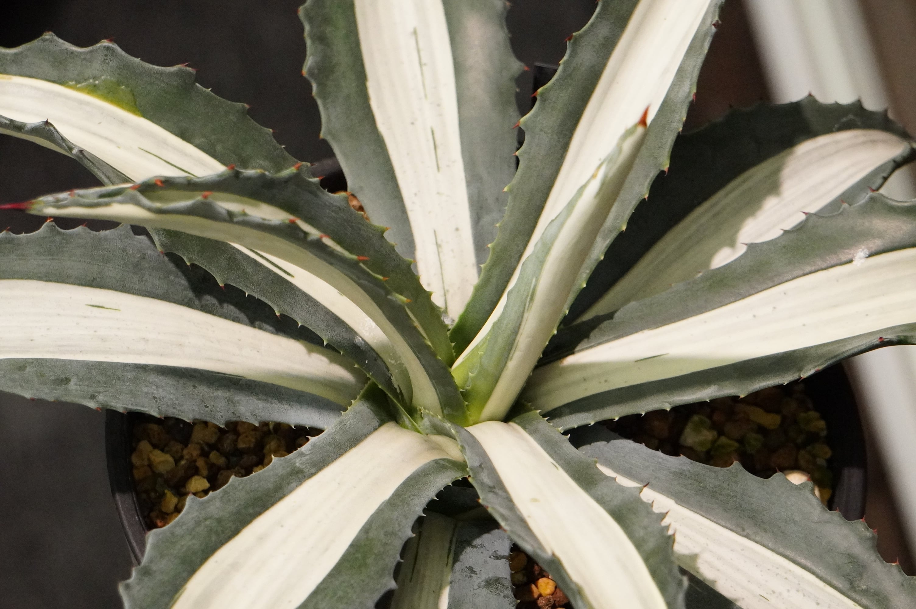 アガベ メディオピクタ アルバ 華厳 | 磨 Detailing