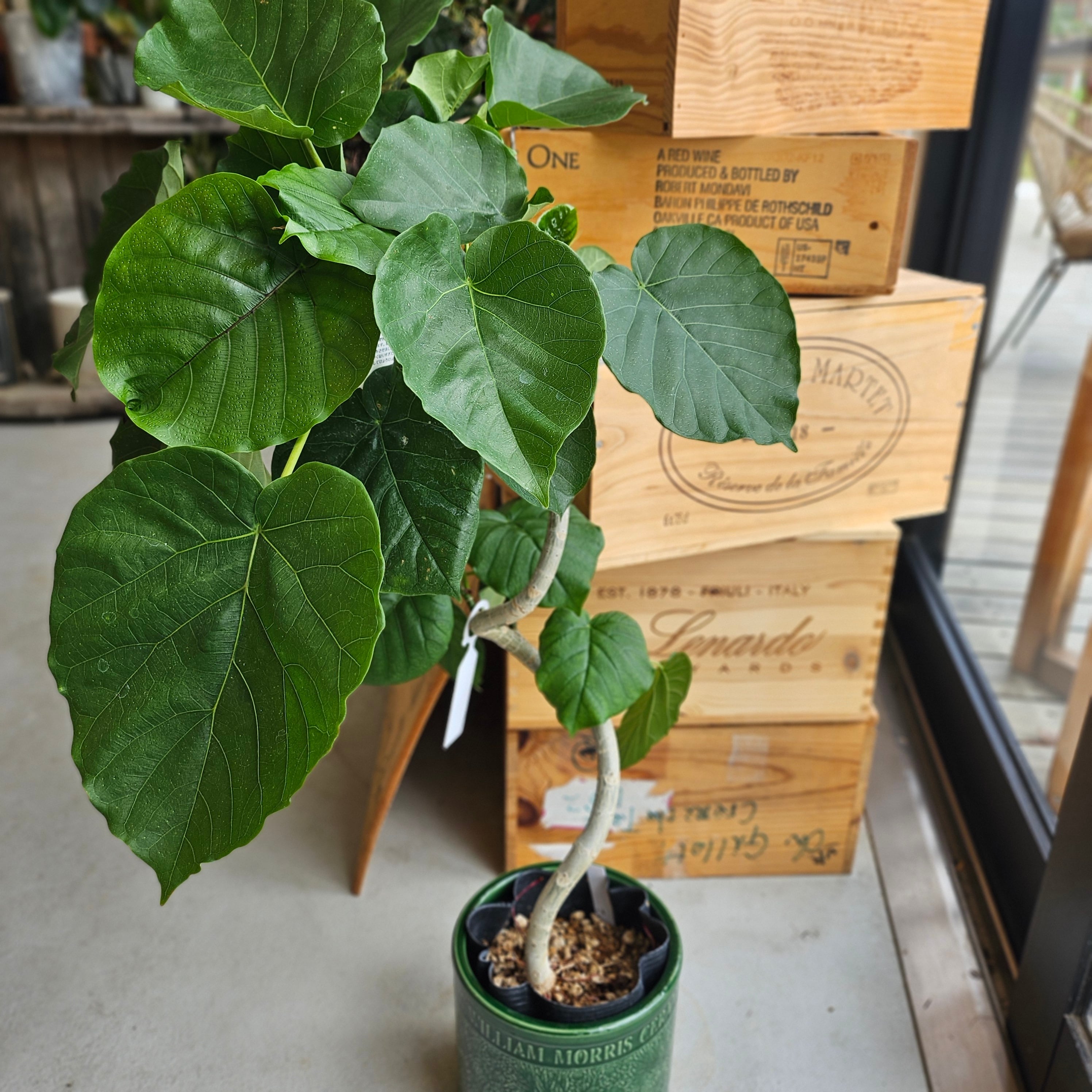 フィカス ウンベラータ 150cm S-shaped tree form 8号 【公式通販】