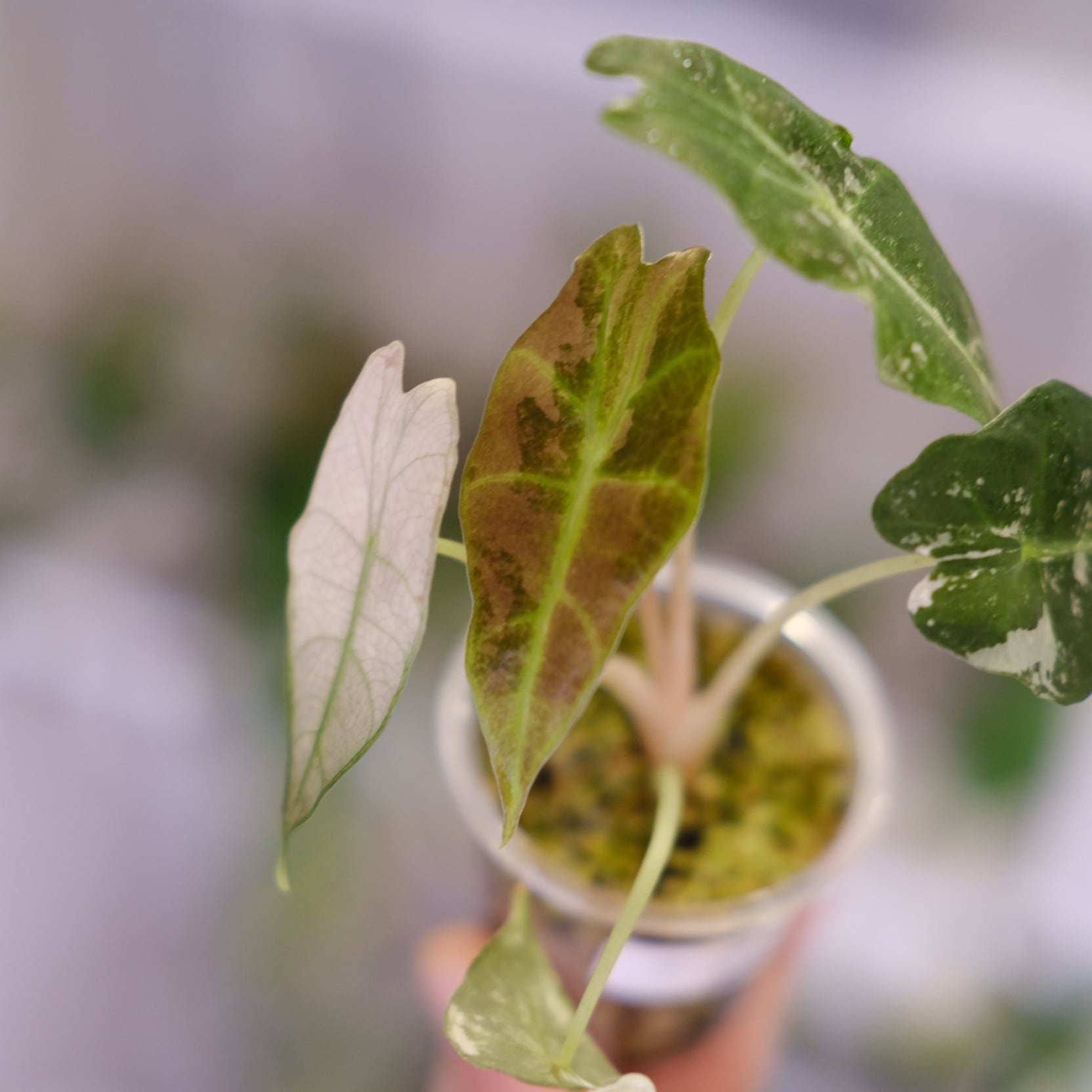 Alocasia Amazonica Polly Pink varigated④ / アロカシア アマゾニカ