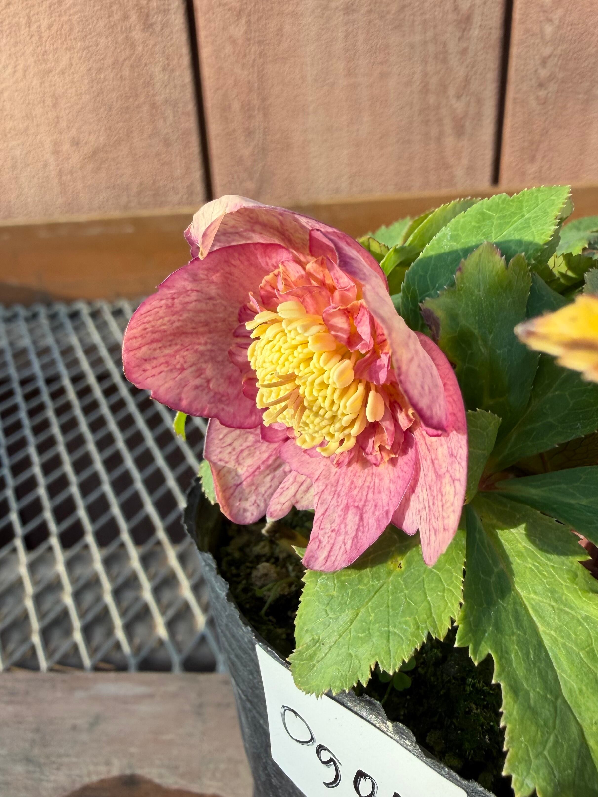 蜃気楼hyb.sd 大木ナーサリー クリスマスローズ【Og04】送料無料