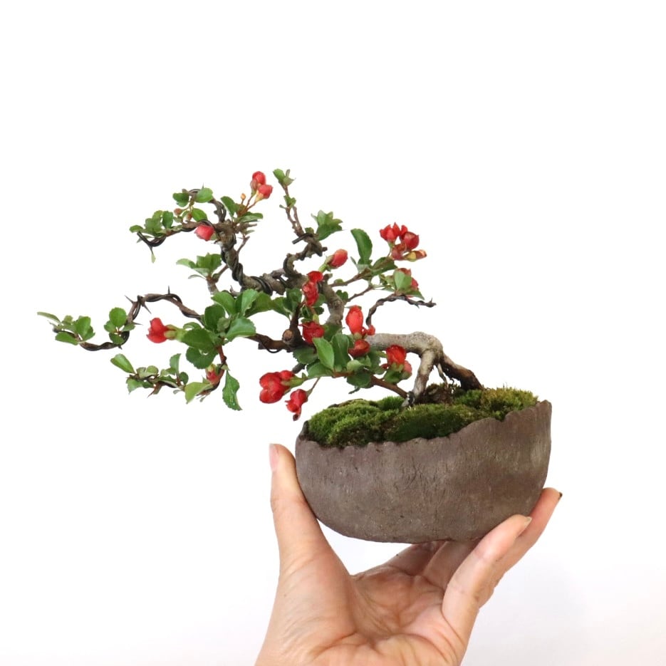 長寿梅盆栽 | 盆栽工房WABI