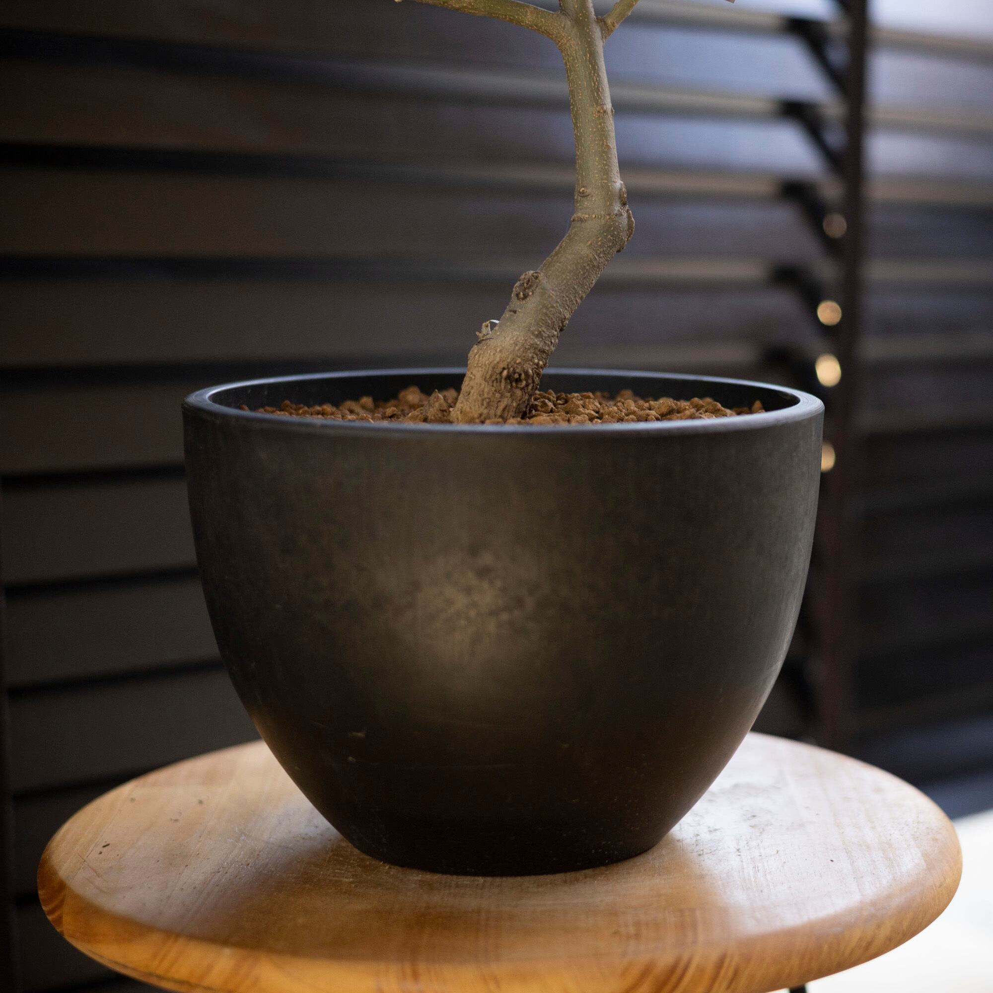 創樹 Olive オリーブの木 SOUJU ピクアル 自家受精 オリーブ 盆栽