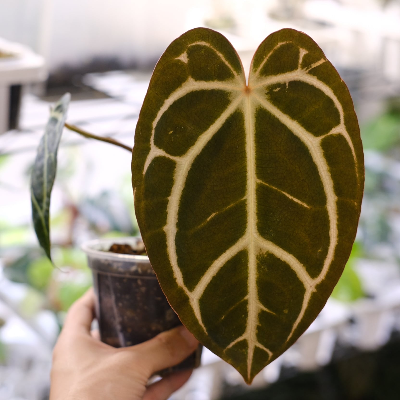 Anthurium Carlablackiae / アンスリウム カーラブラッキー⑪│観葉