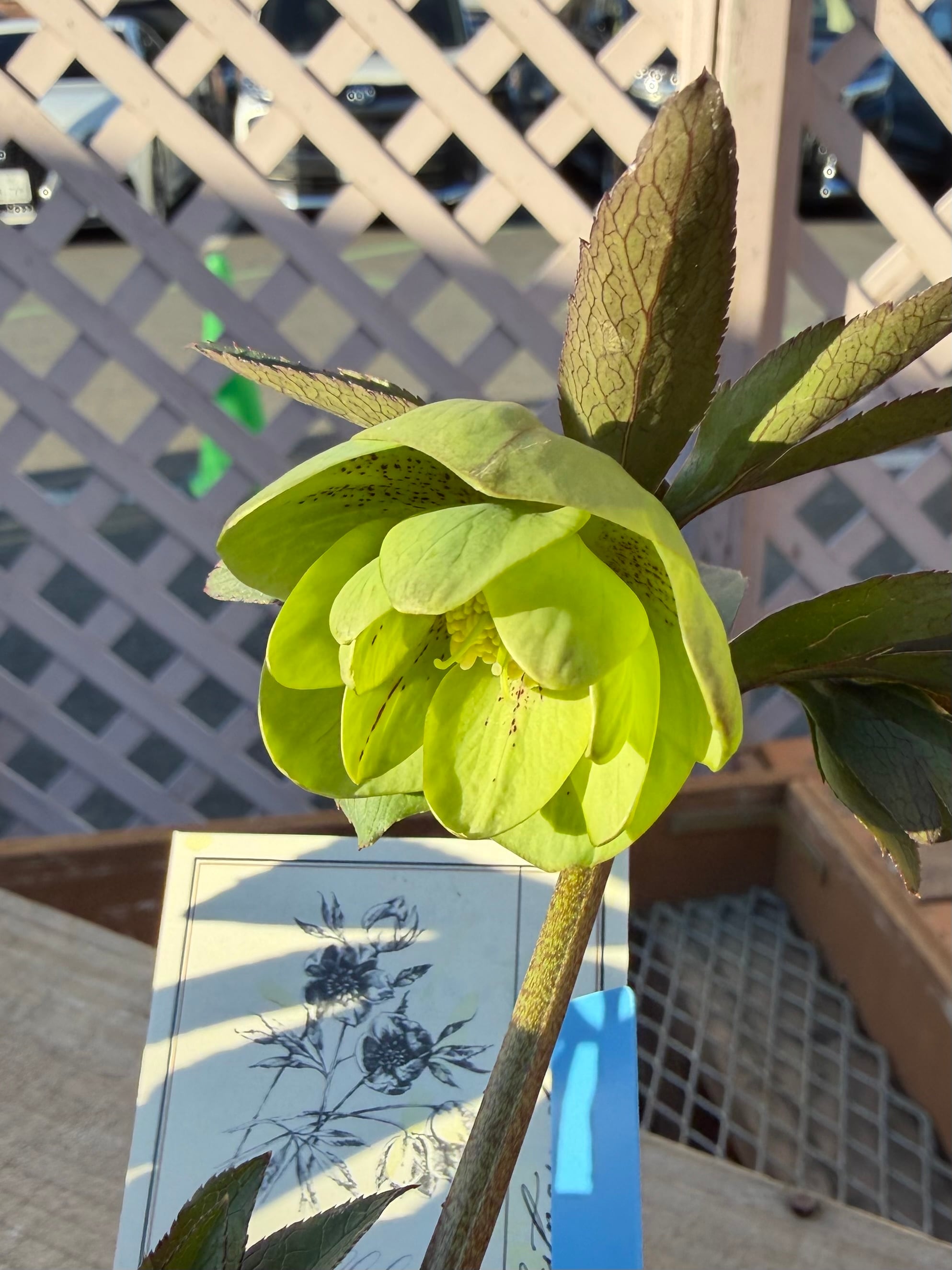 リトルビーストファントム デュメトラム系 高橋育苗 クリスマスローズ