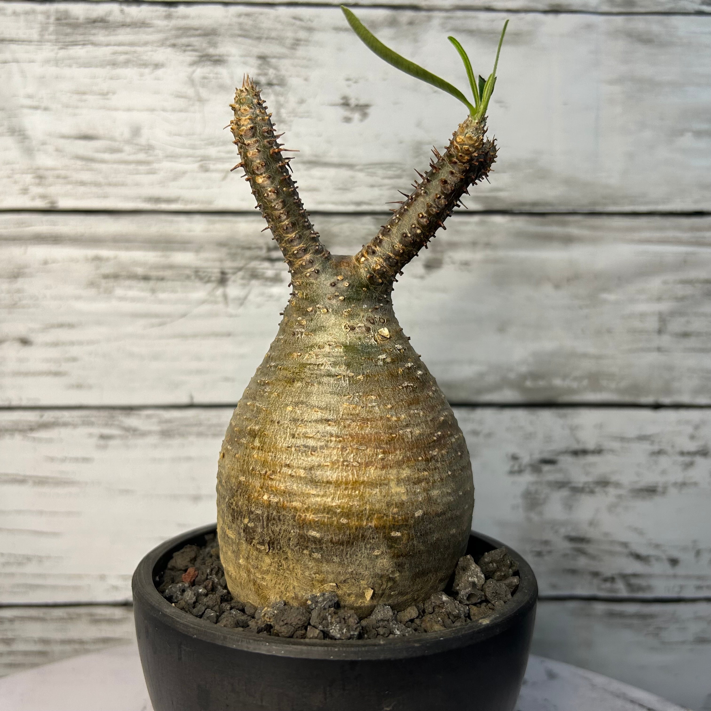 パキポディウム グラキリス 現地球(発根済み)象牙宮 3号 塊根植物 | PLARE