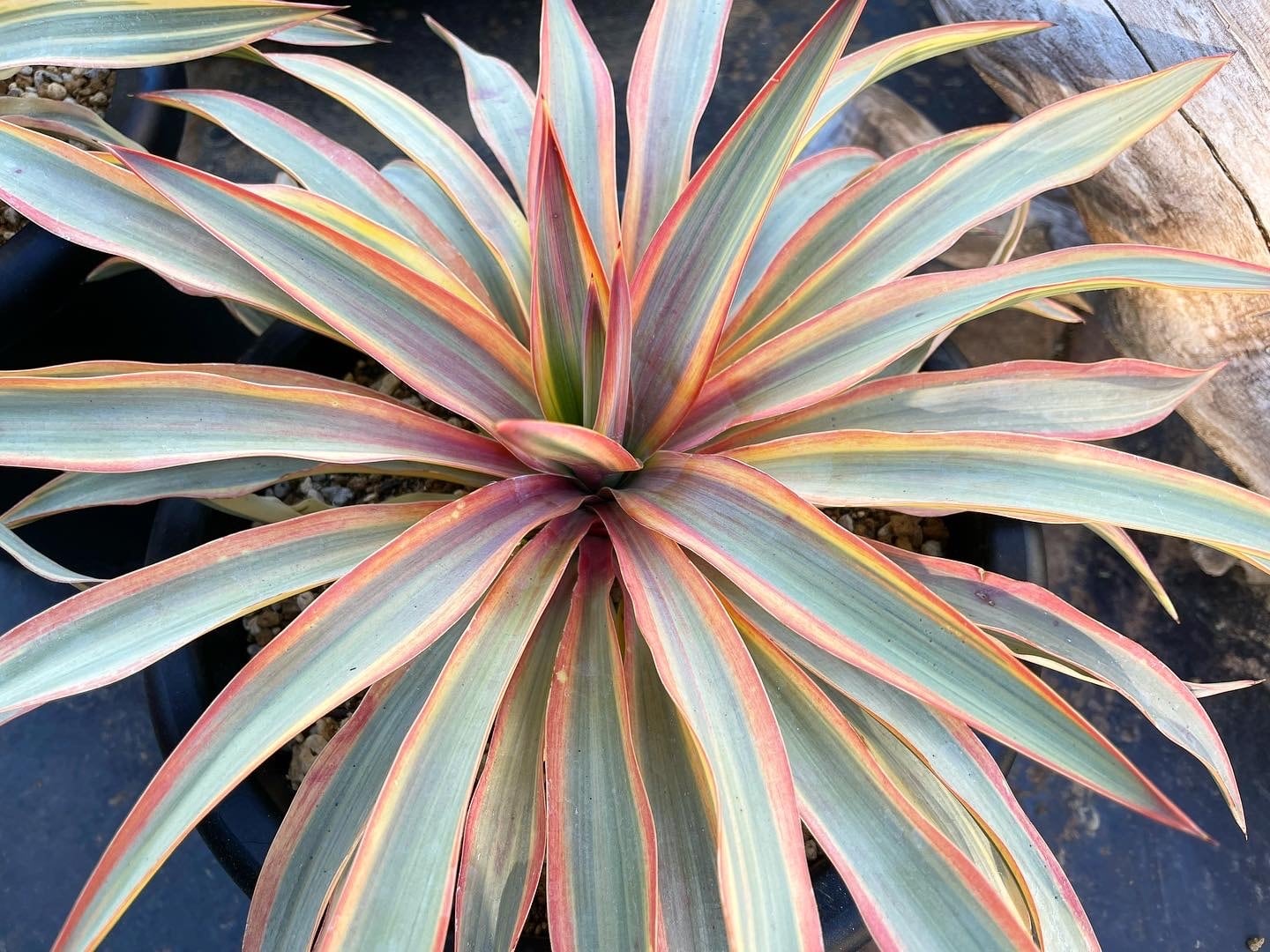 ユッカグロリオサ ブライトスター | クルール プランツ couleur plants