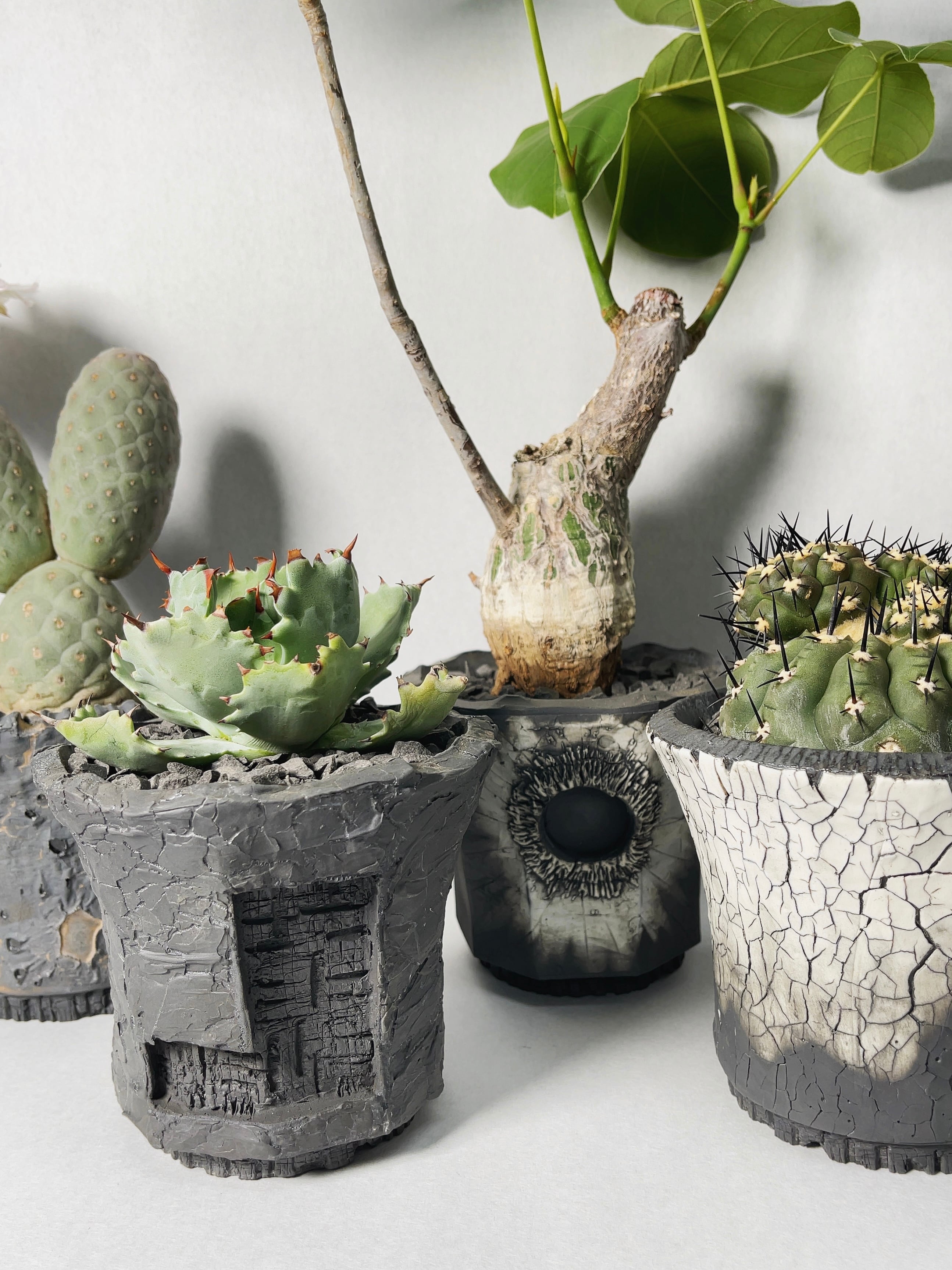 山中勇人 作家鉢 特大鉢 植木鉢 パキプス グラキリス アガベ 塊根 y鉢