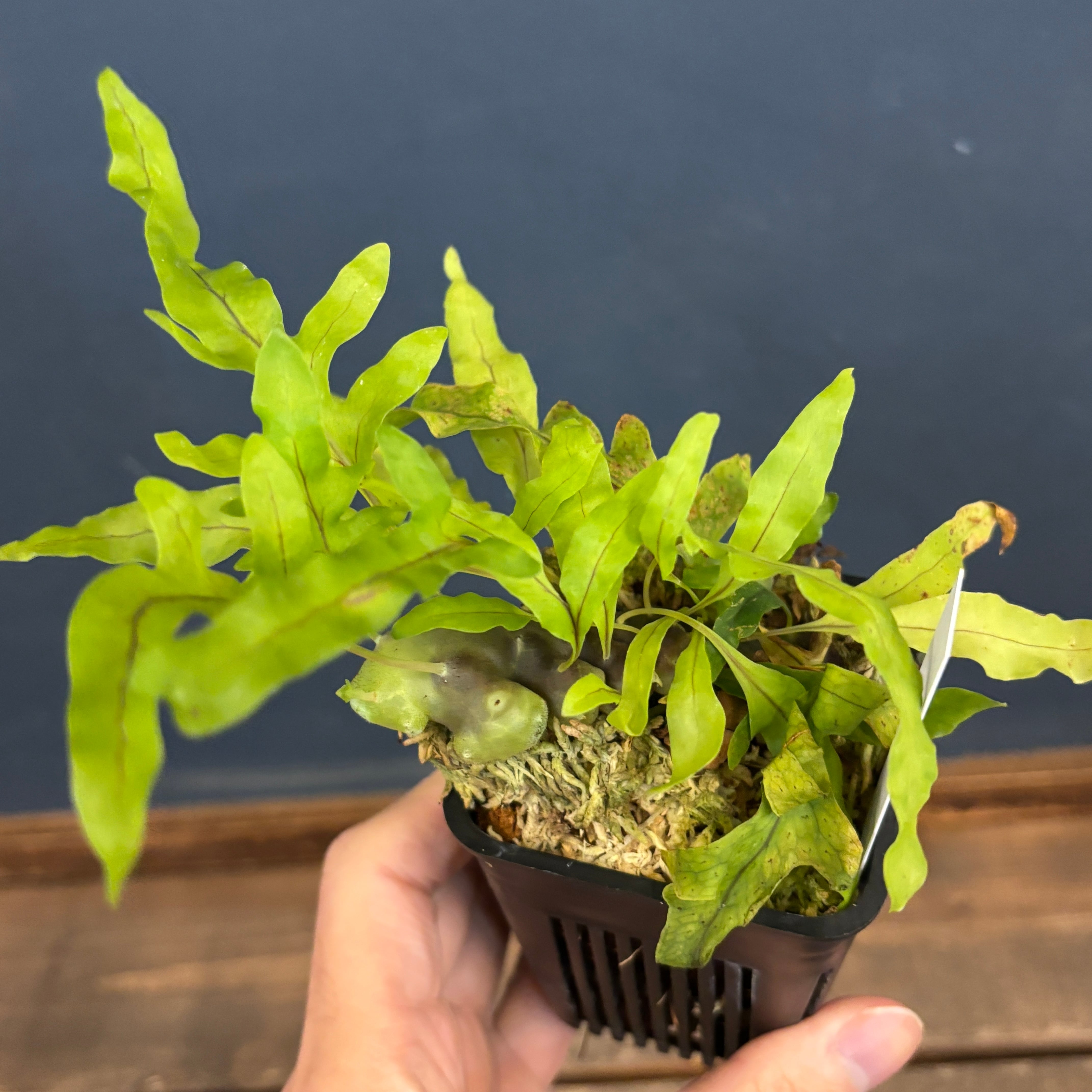 レカノプテリス balgooyi【577】 | PROTOLEAF プロトリーフ