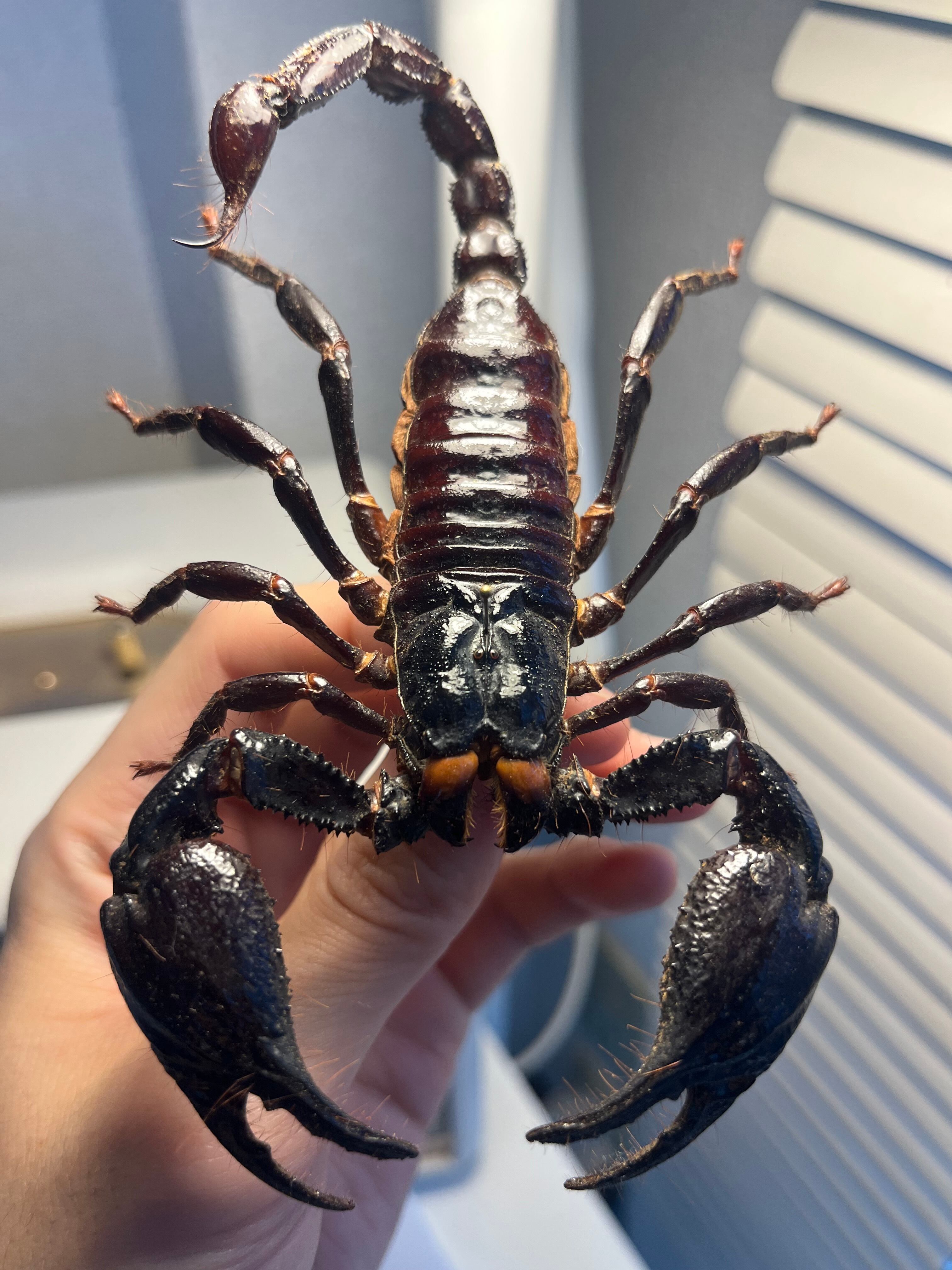 単為生殖】ロングクロースコーピオン Heterometrus タランチュラムカデ