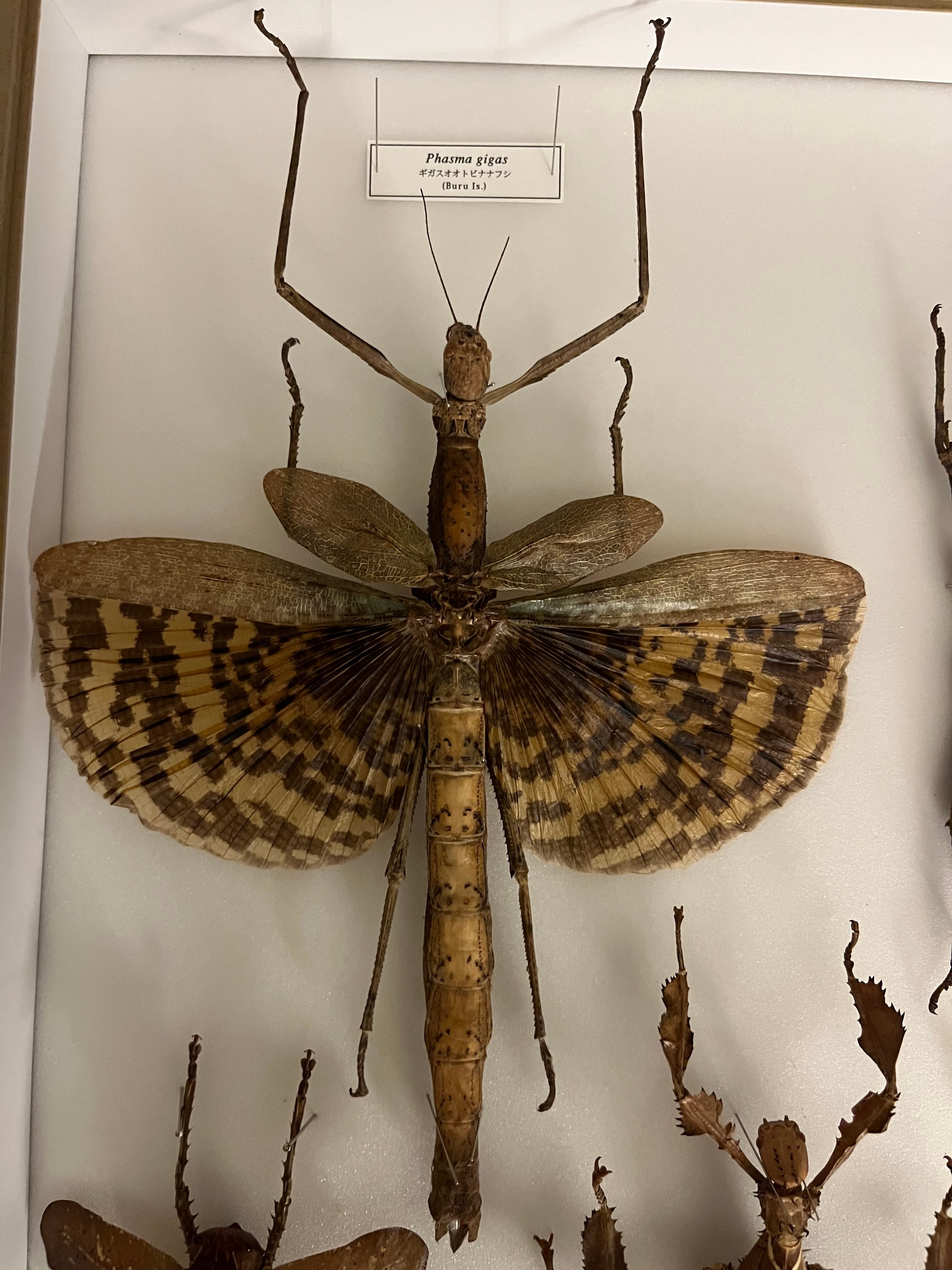 200mm】ギガスオオトビナナフシの昆虫標本 コノハムシカマキリ