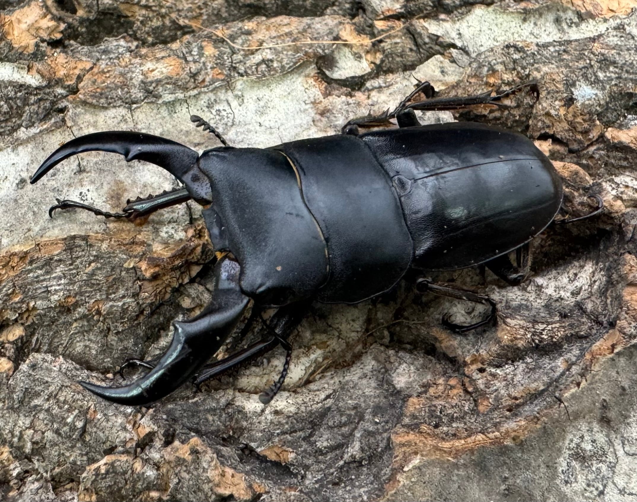 WD】《サキシマヒラタクワガタ 与那国島産 52mm ペア》 | KPW公式