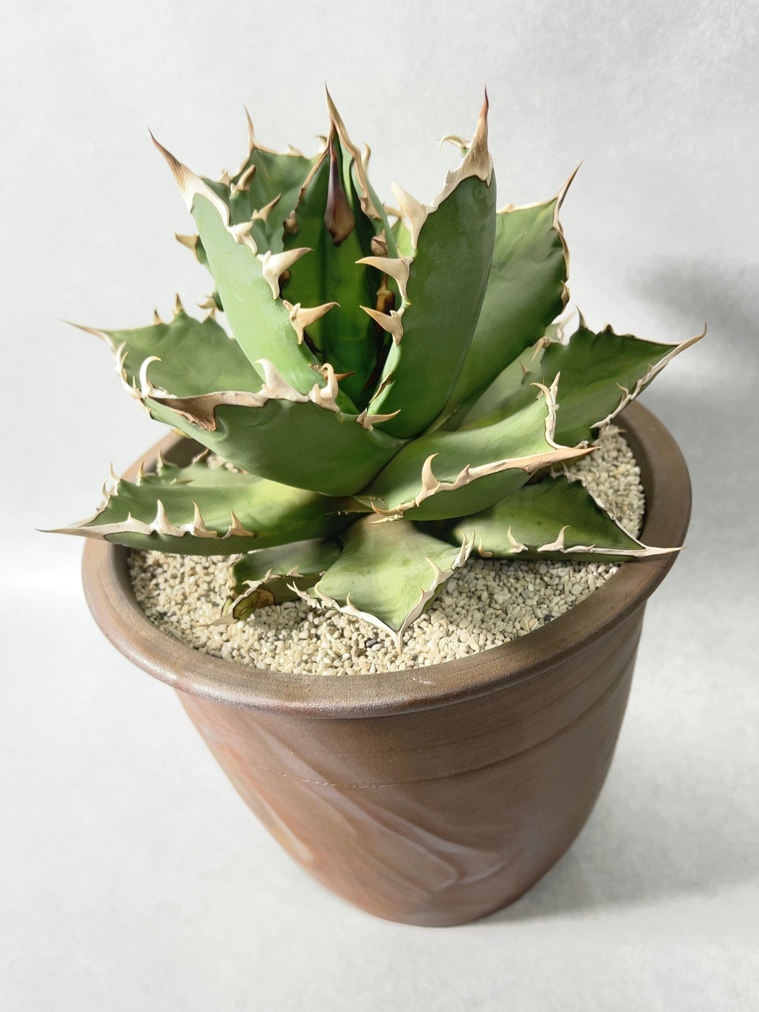 アガベ・オテロイ(国内実生) | trigger