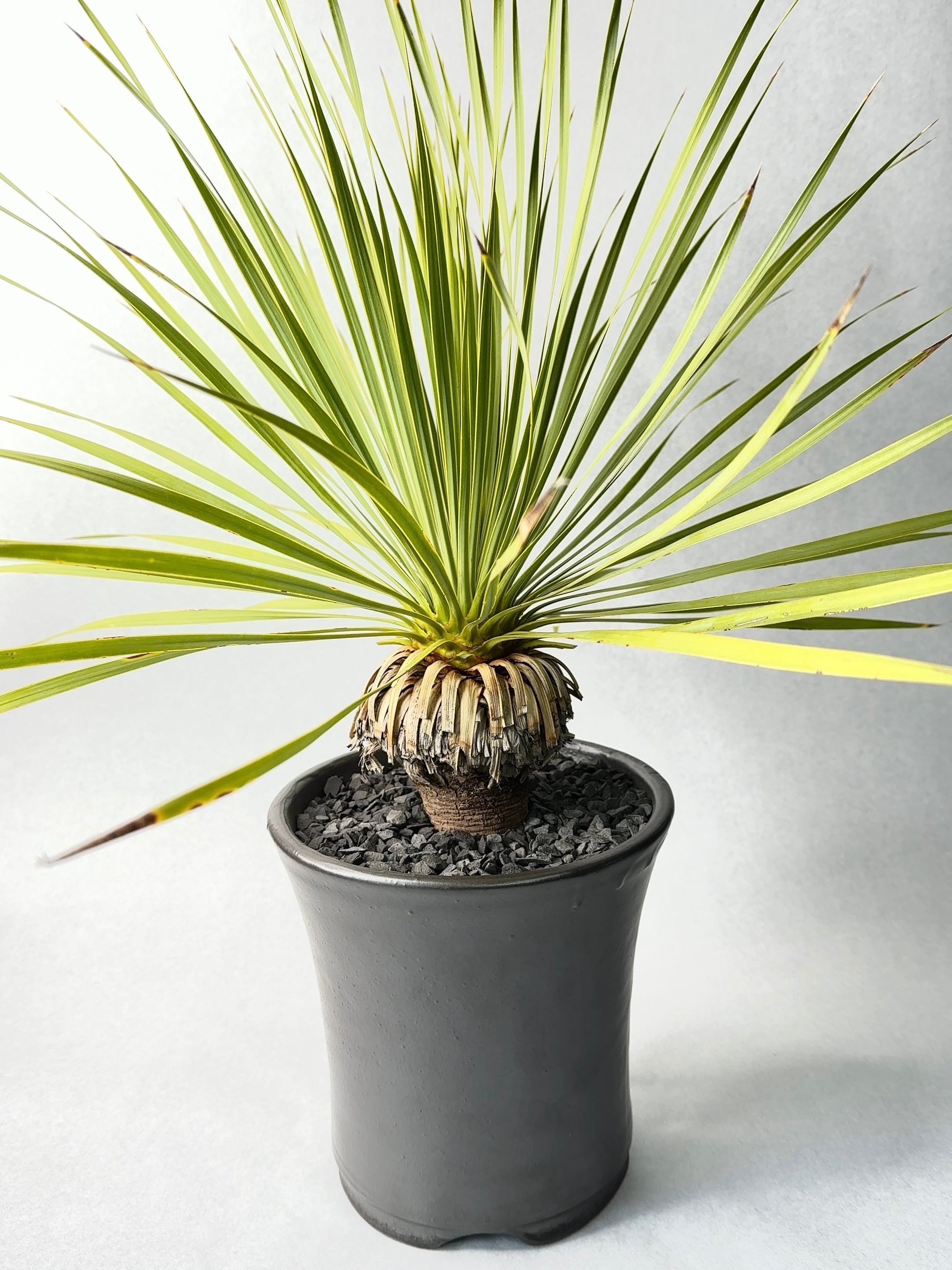 ユッカ・ロストラータ | trigger